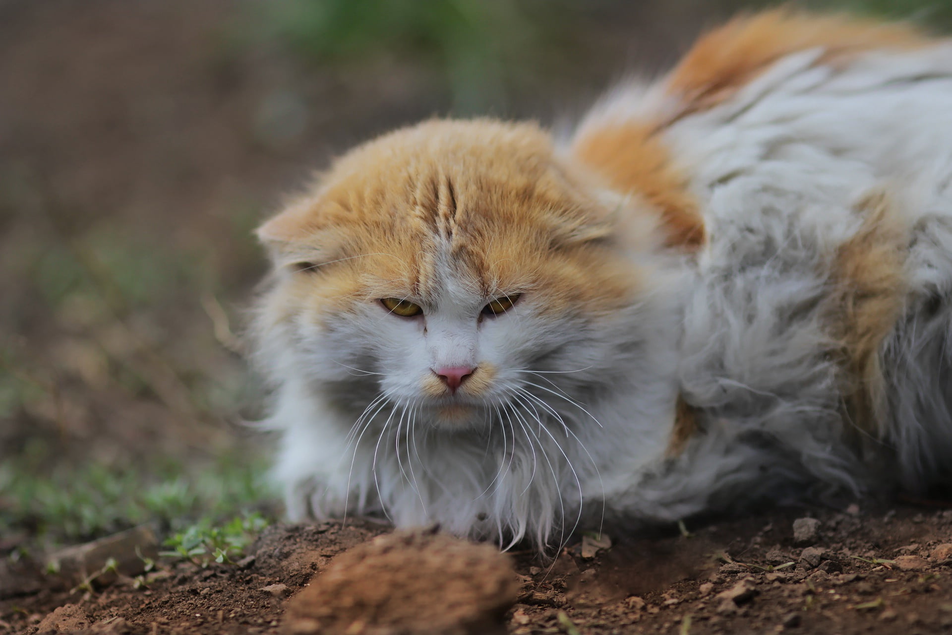 cat, look, background