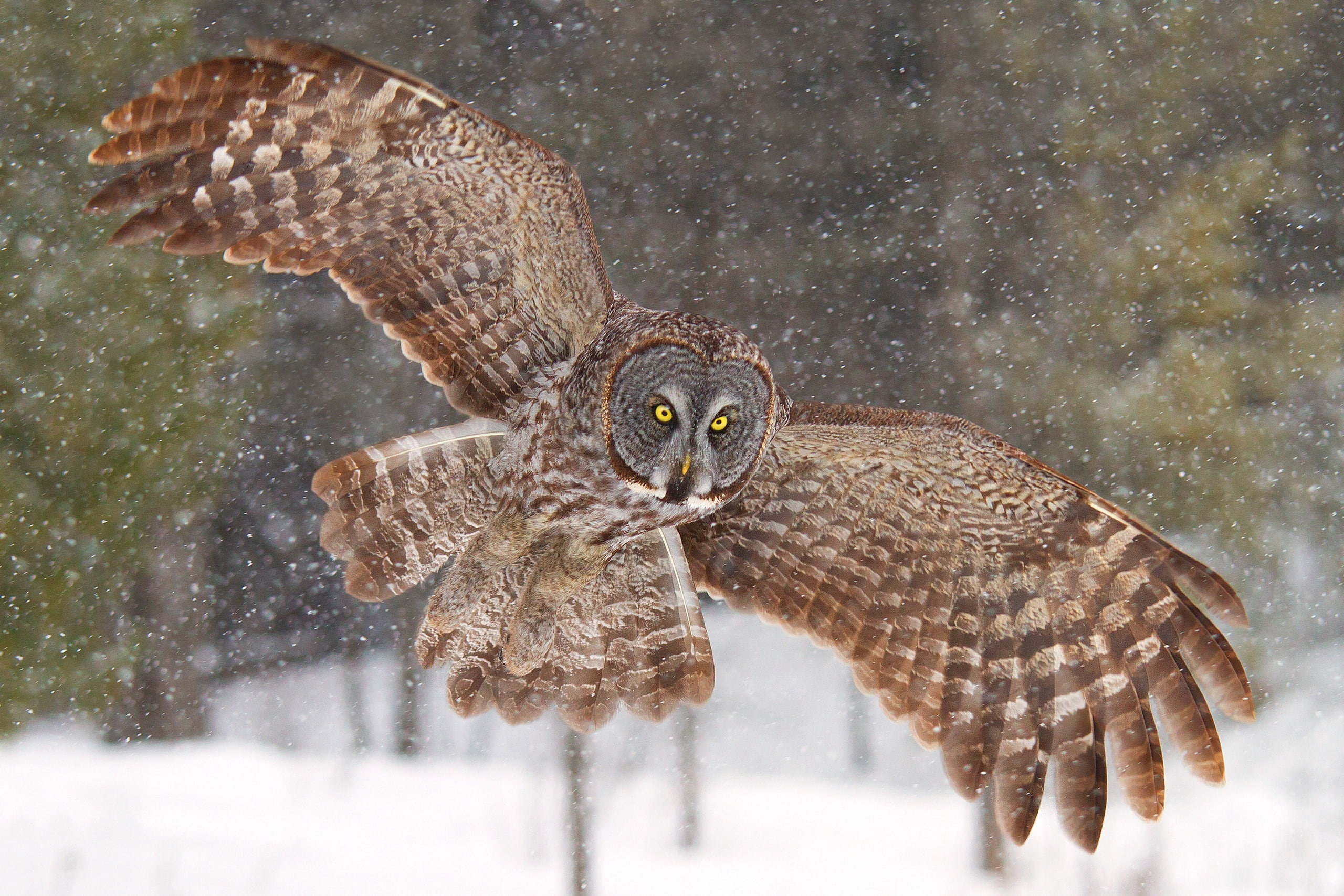 Birds, Owl