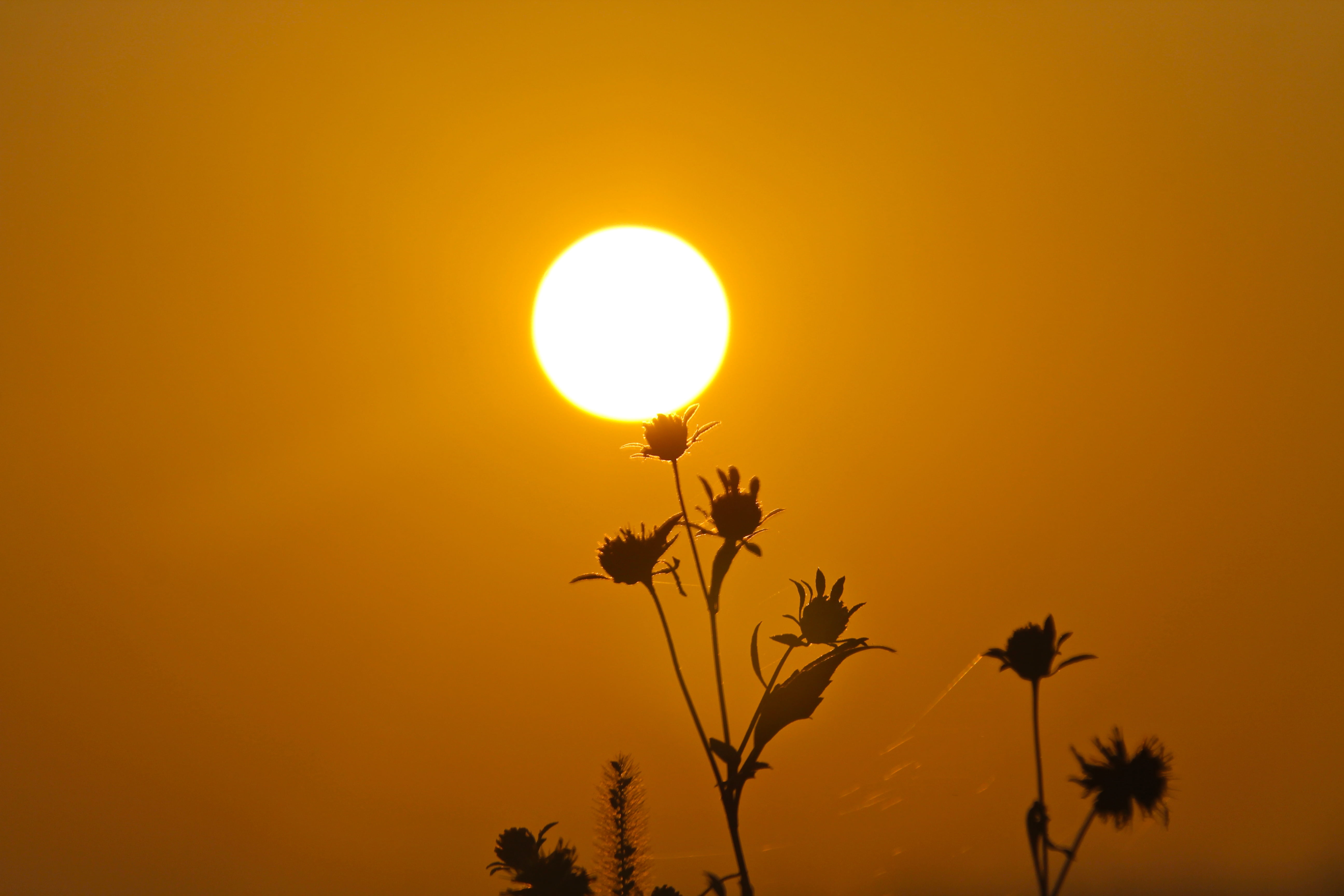 silhouette of flowers across sun, Sunrise, morning, nature, grass
