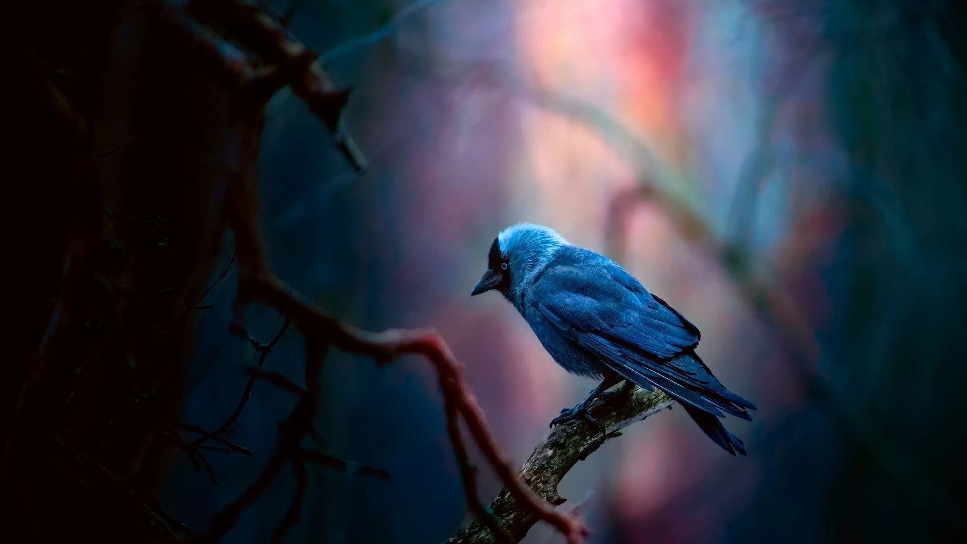 bird, jackdaw bird, blue bird, western jackdaw, passerine bird