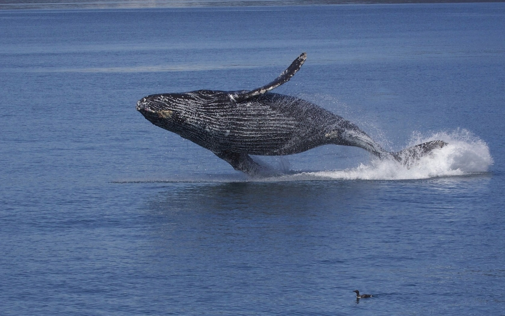 Whale