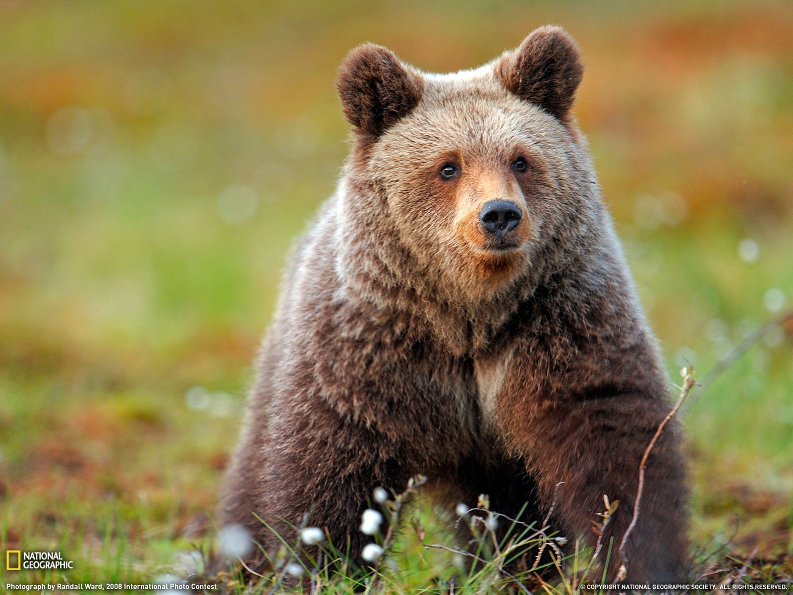 animals, bears