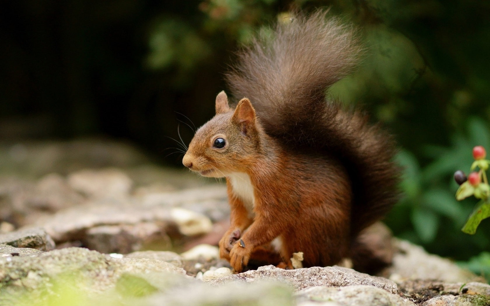 animals squirrel