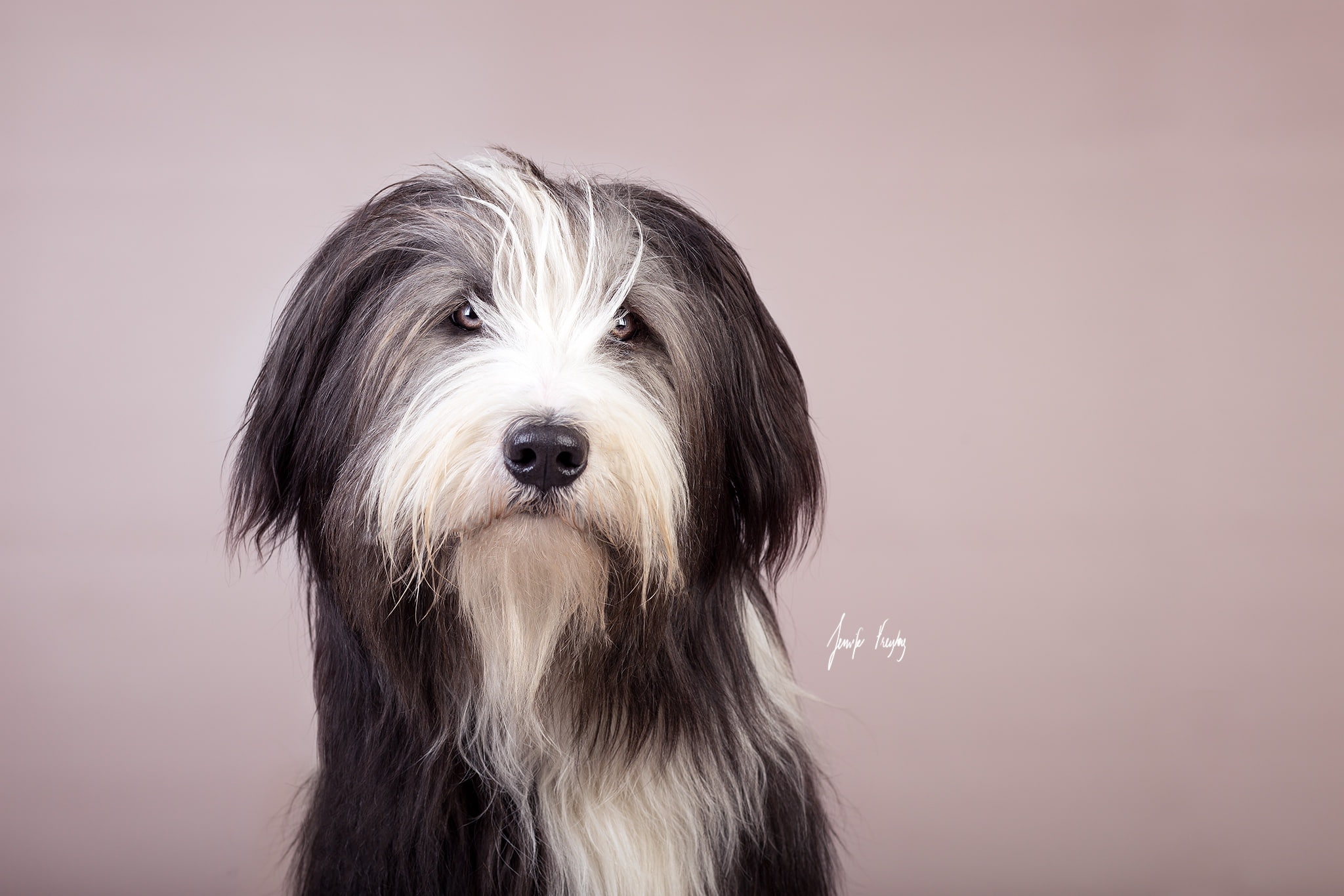 look, each, dog