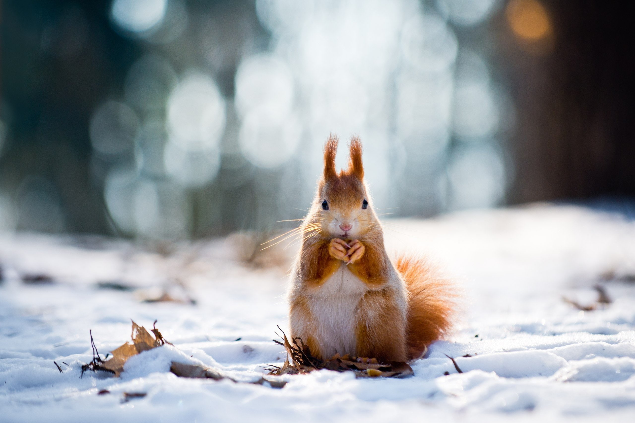 snow, squirrel