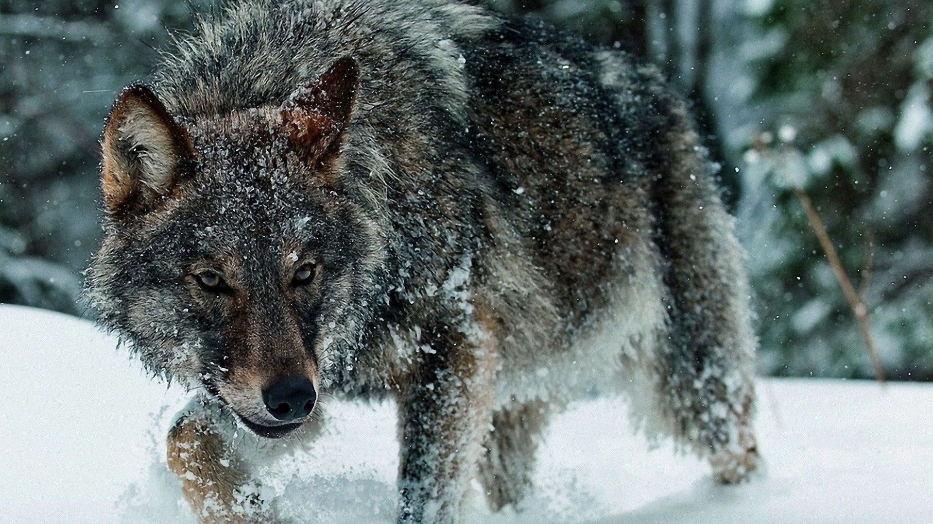 animals nature wolf