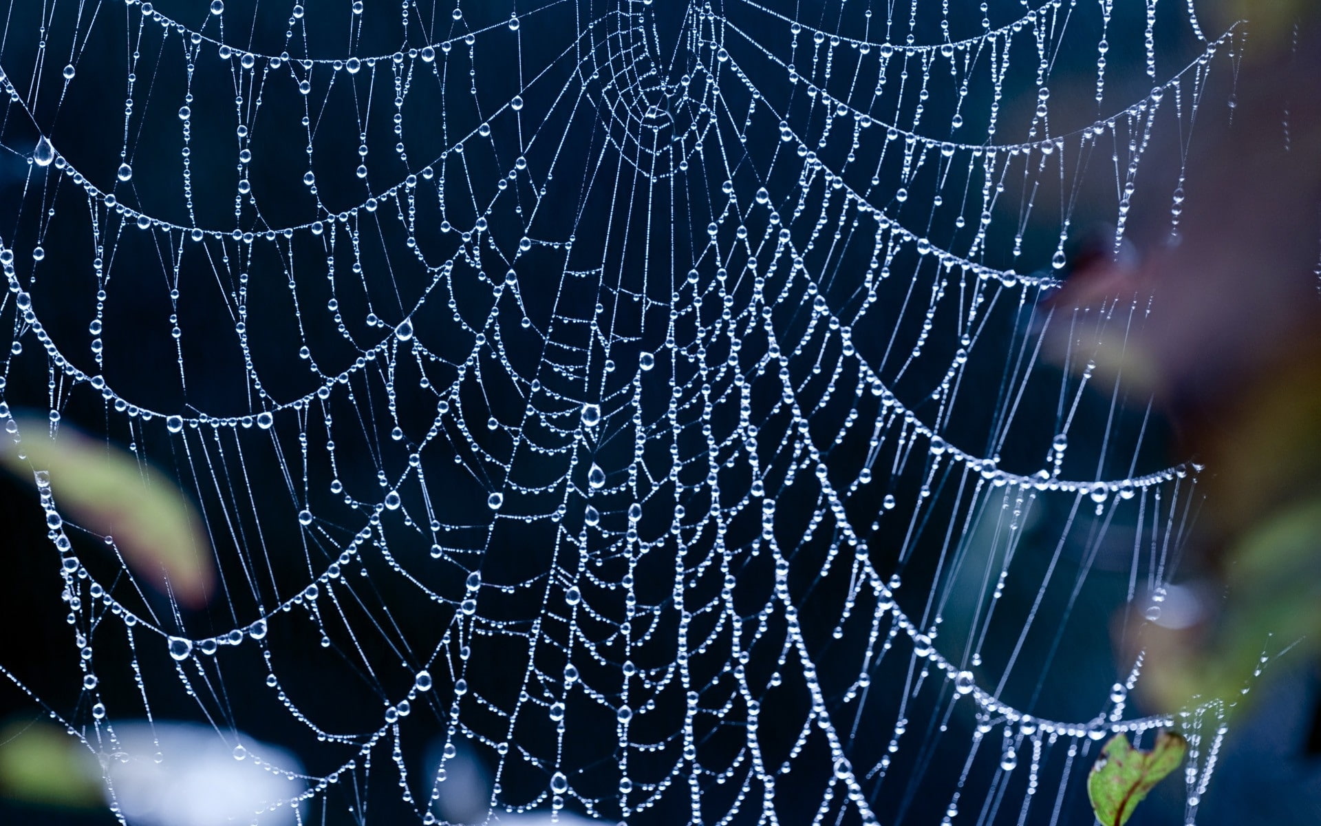 Photography, Spider Web