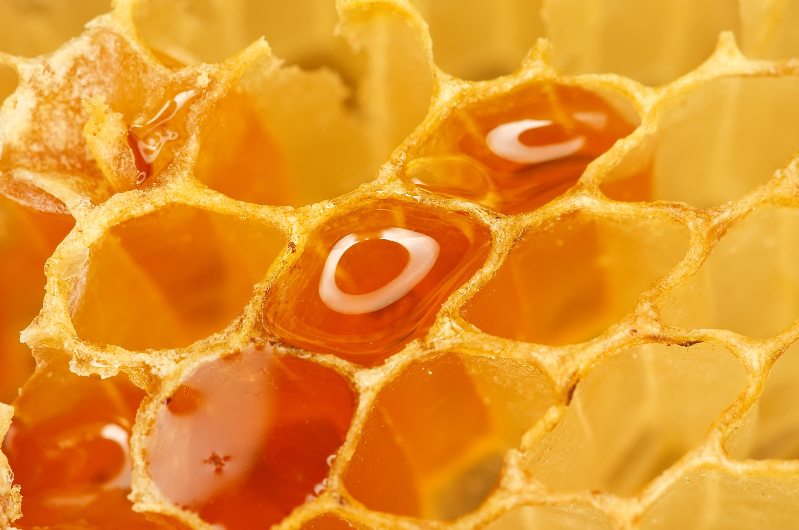 macro photography of honeycomb wallpaper, cell, wax, propolis