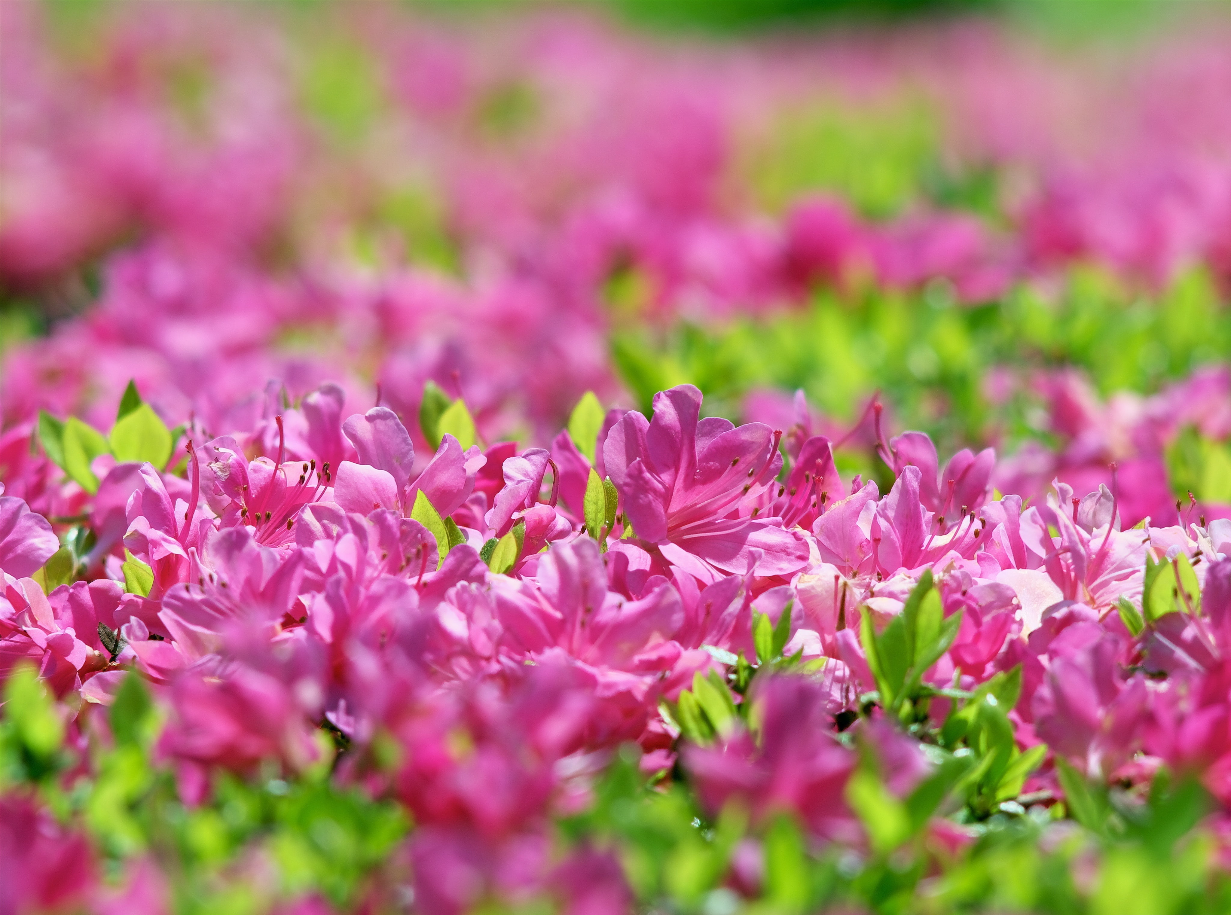 Rhododendron in Japan, pink clustered flowers, Seasons, Spring