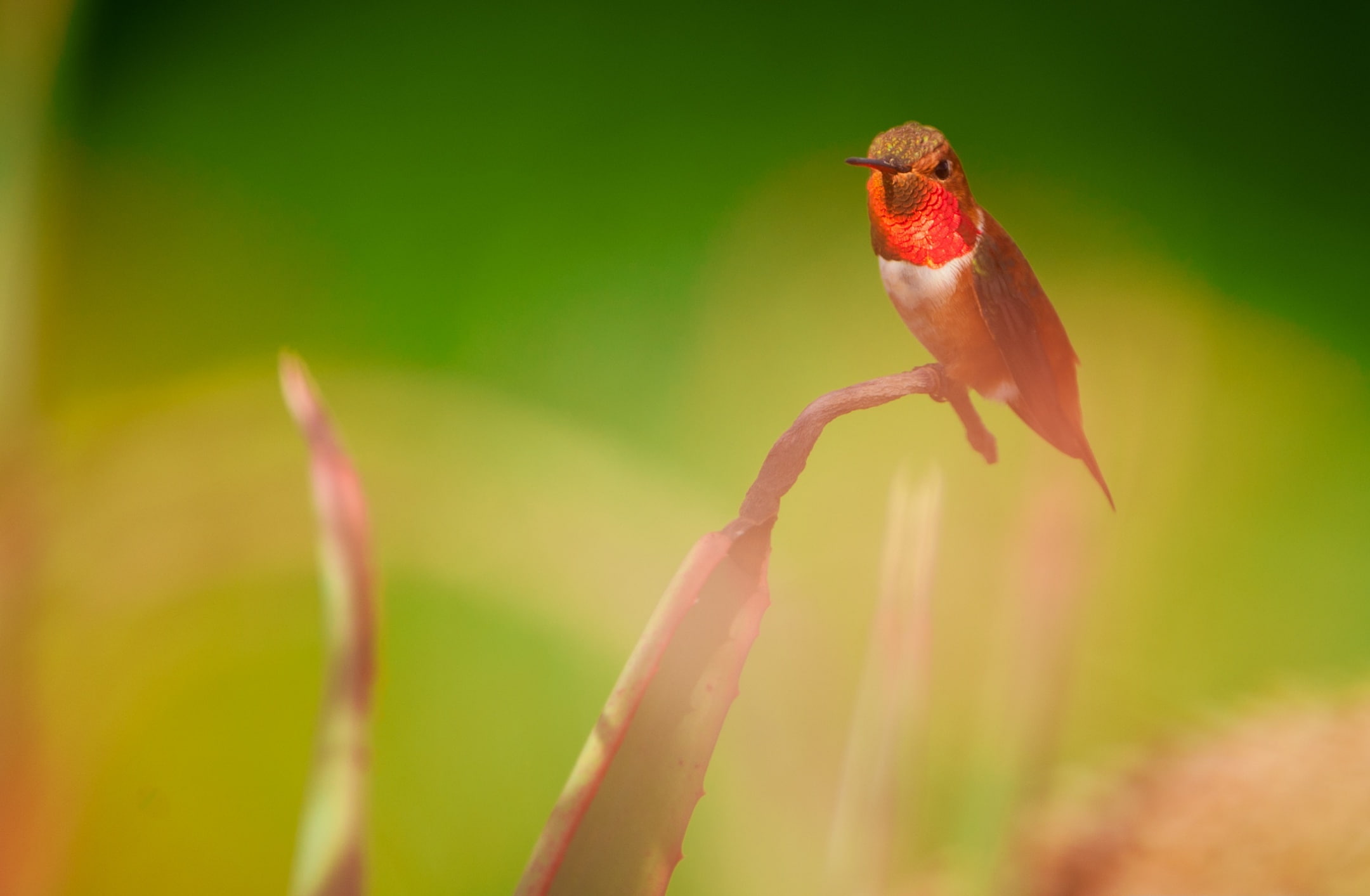 A Perched Male Rufous Hummingbird, Animals, Birds, Orange, Nature