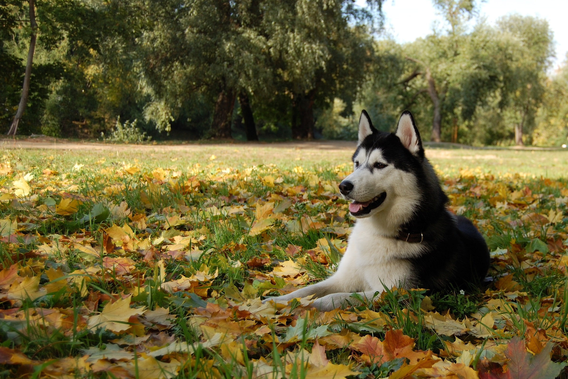 leaves, dog, husky, Malamute