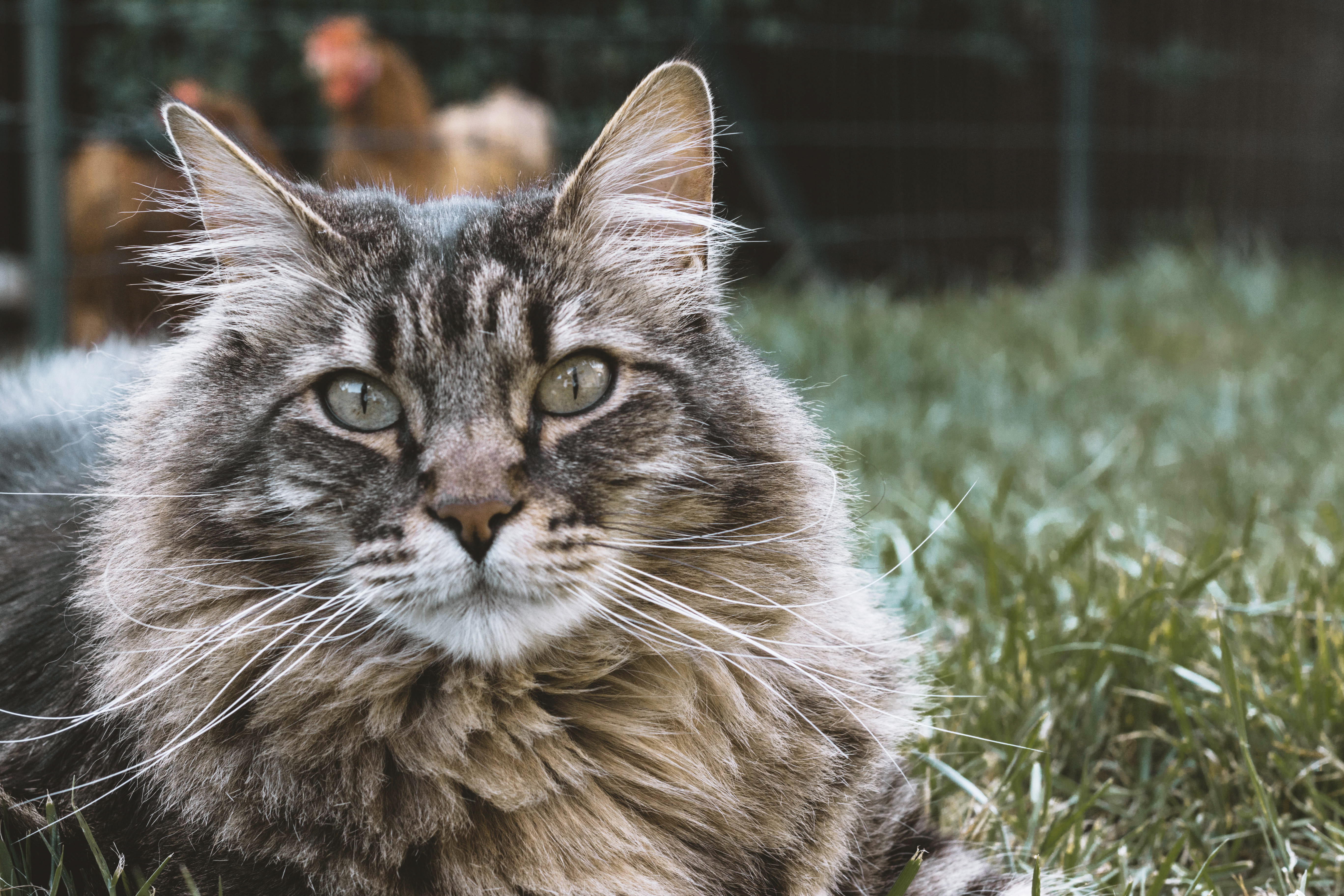Cat, Muzzle, Fluffy
