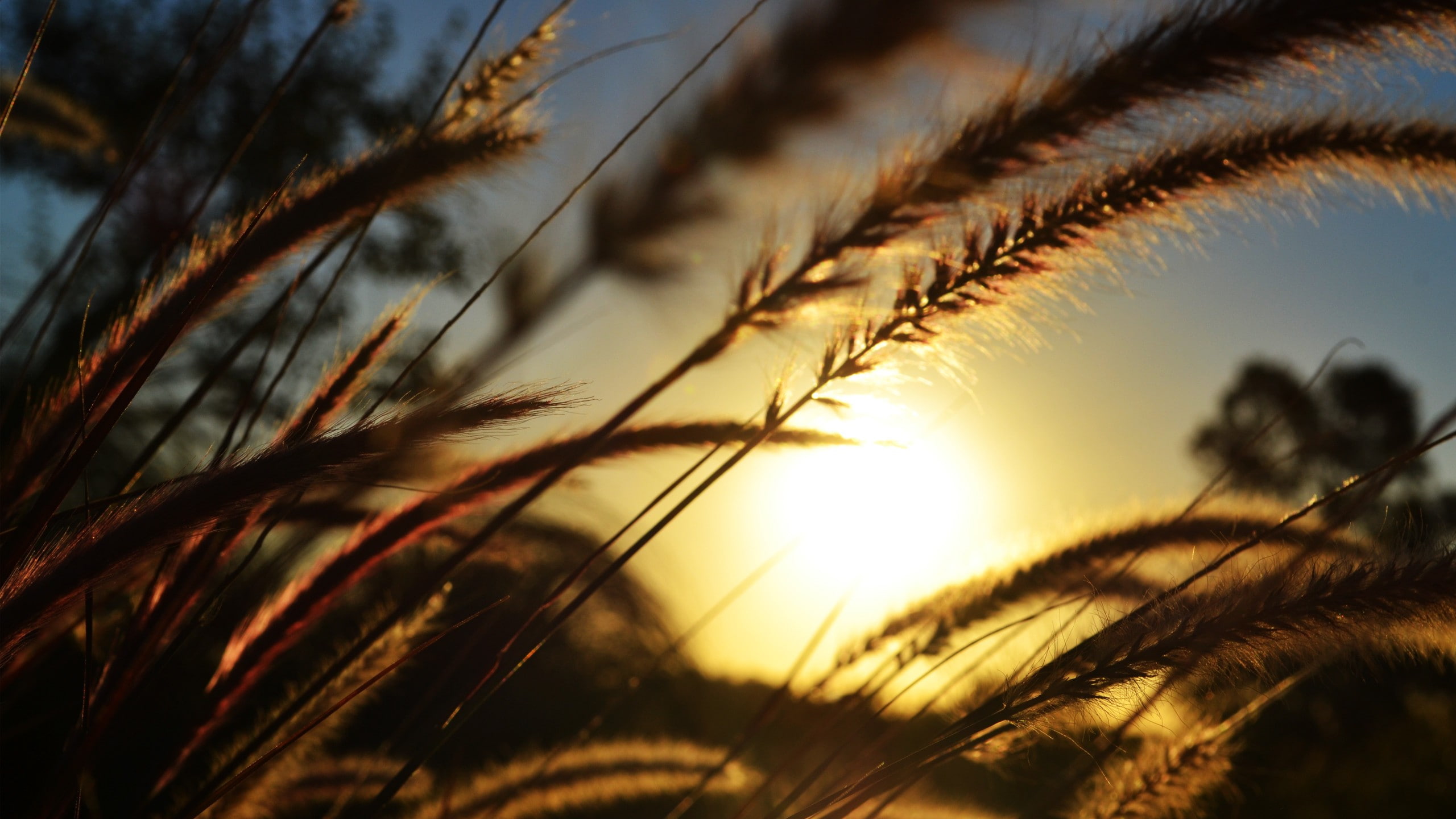 sun, wheat