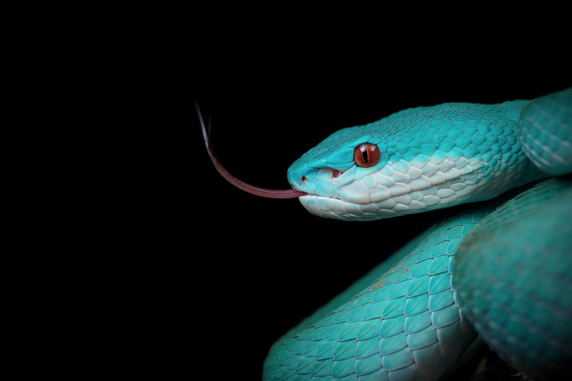 snake, black background, sting, the dark background