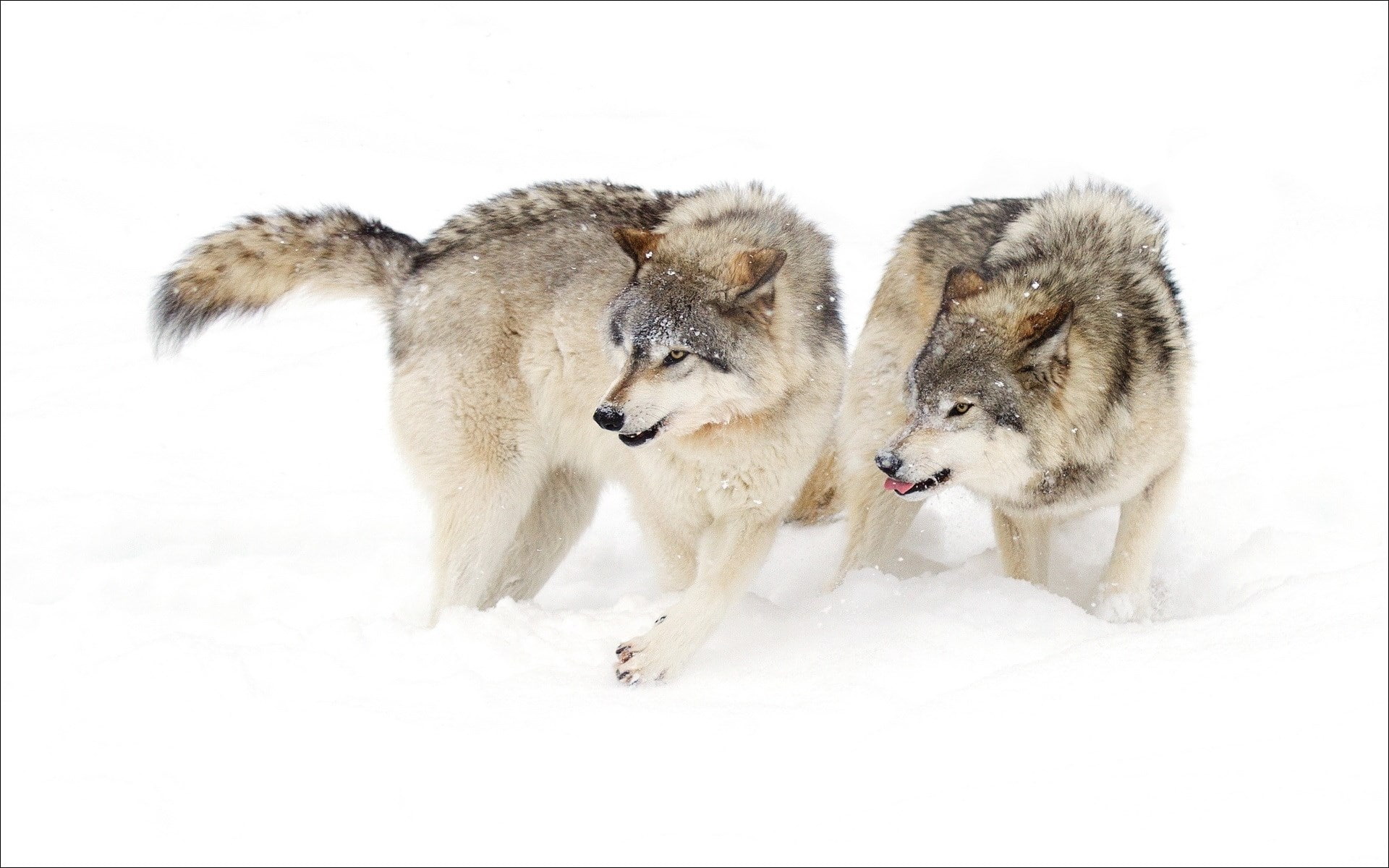 wolf