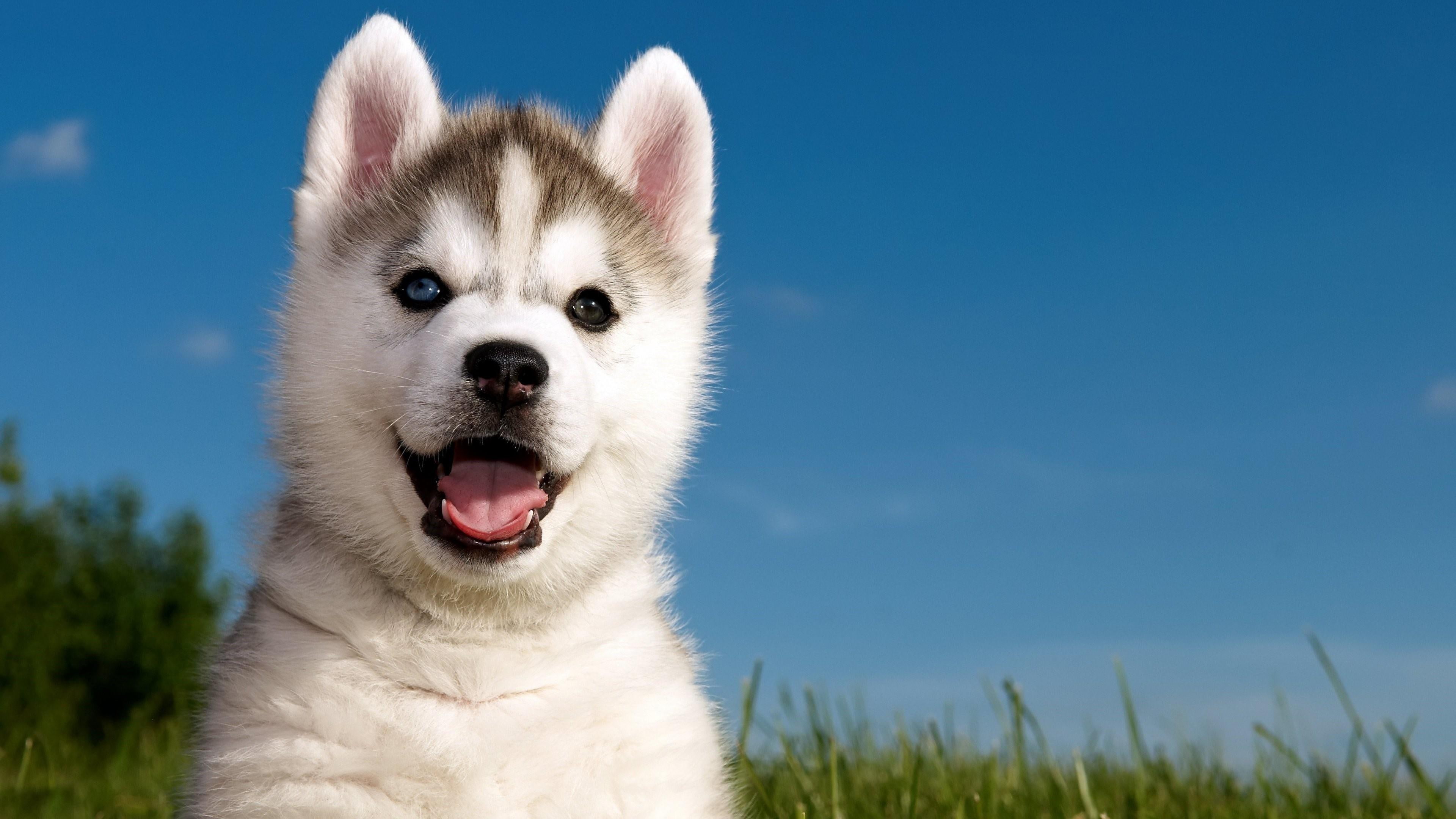 grass, husky, dog, puppy, smile, happy, animal, doggie, blue sky