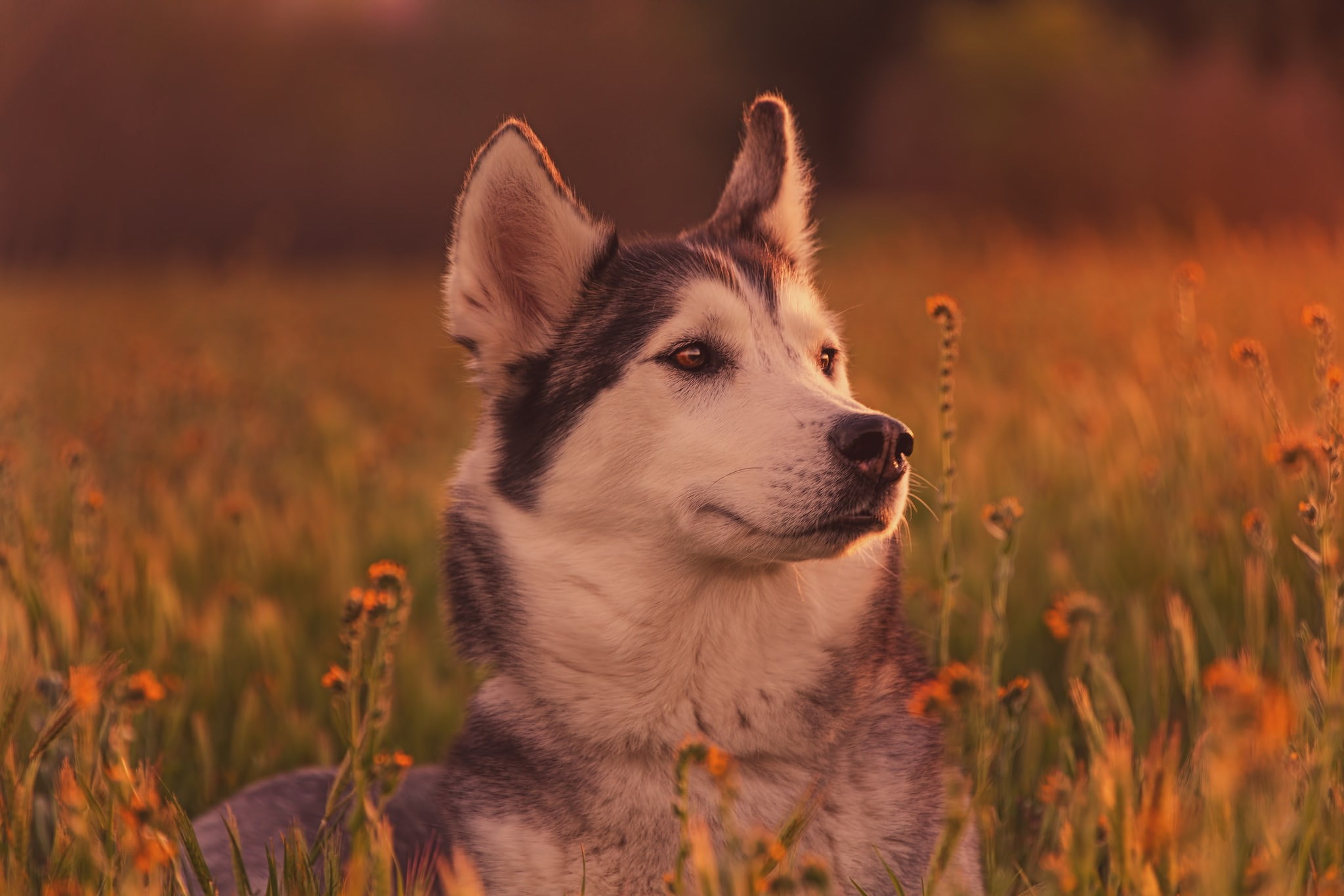 husky