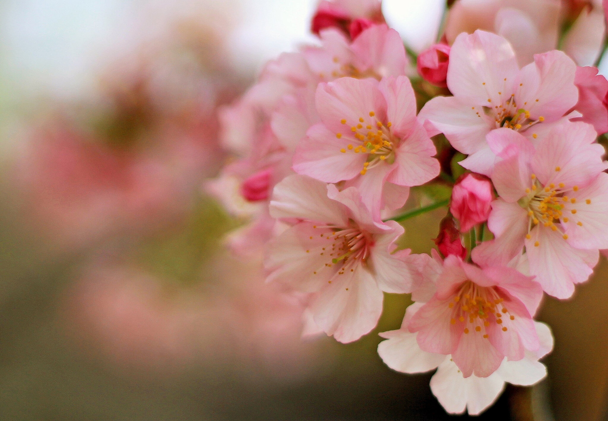 macro, cherry, spring, flowering, flowers