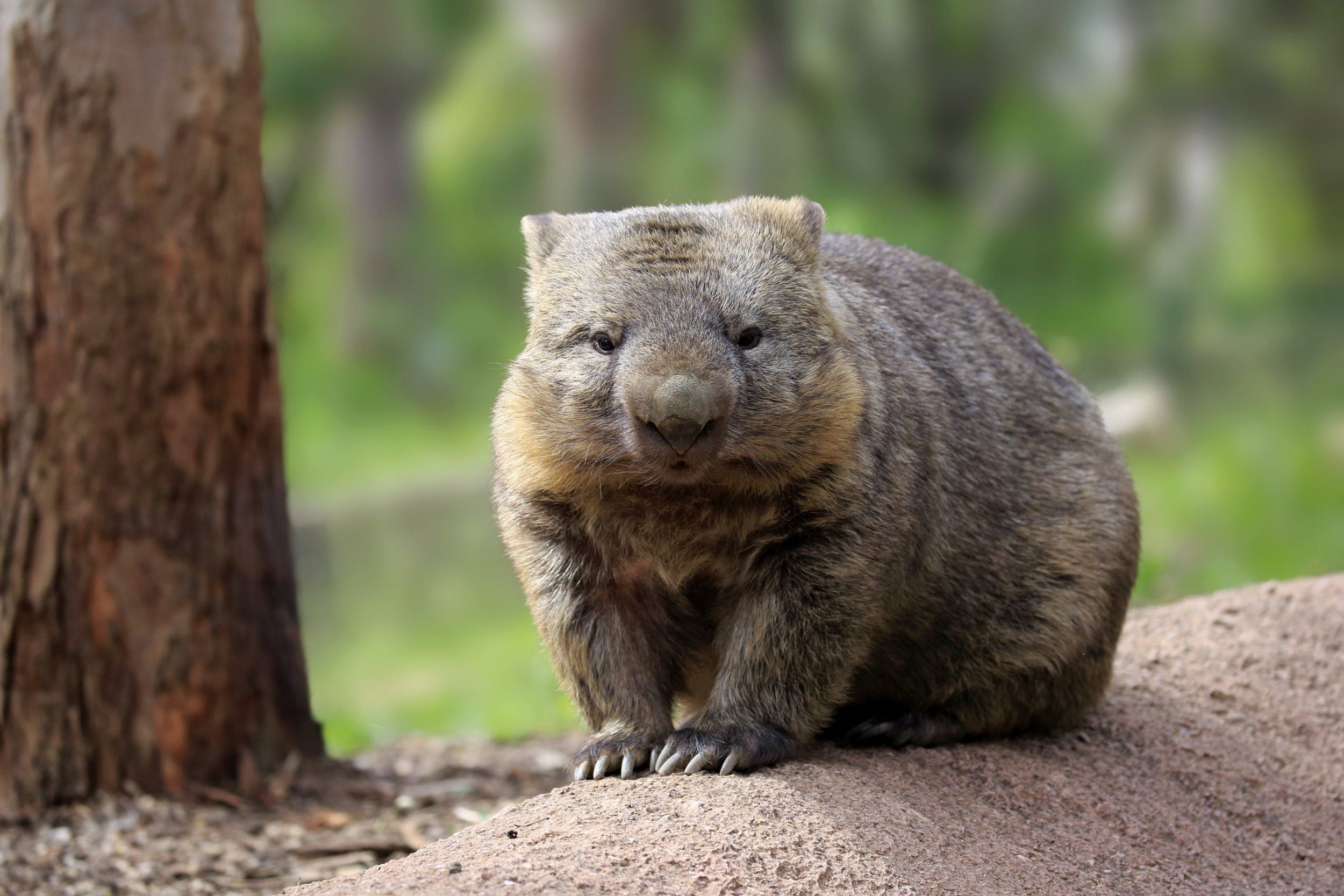 Australia, Australian Wombat