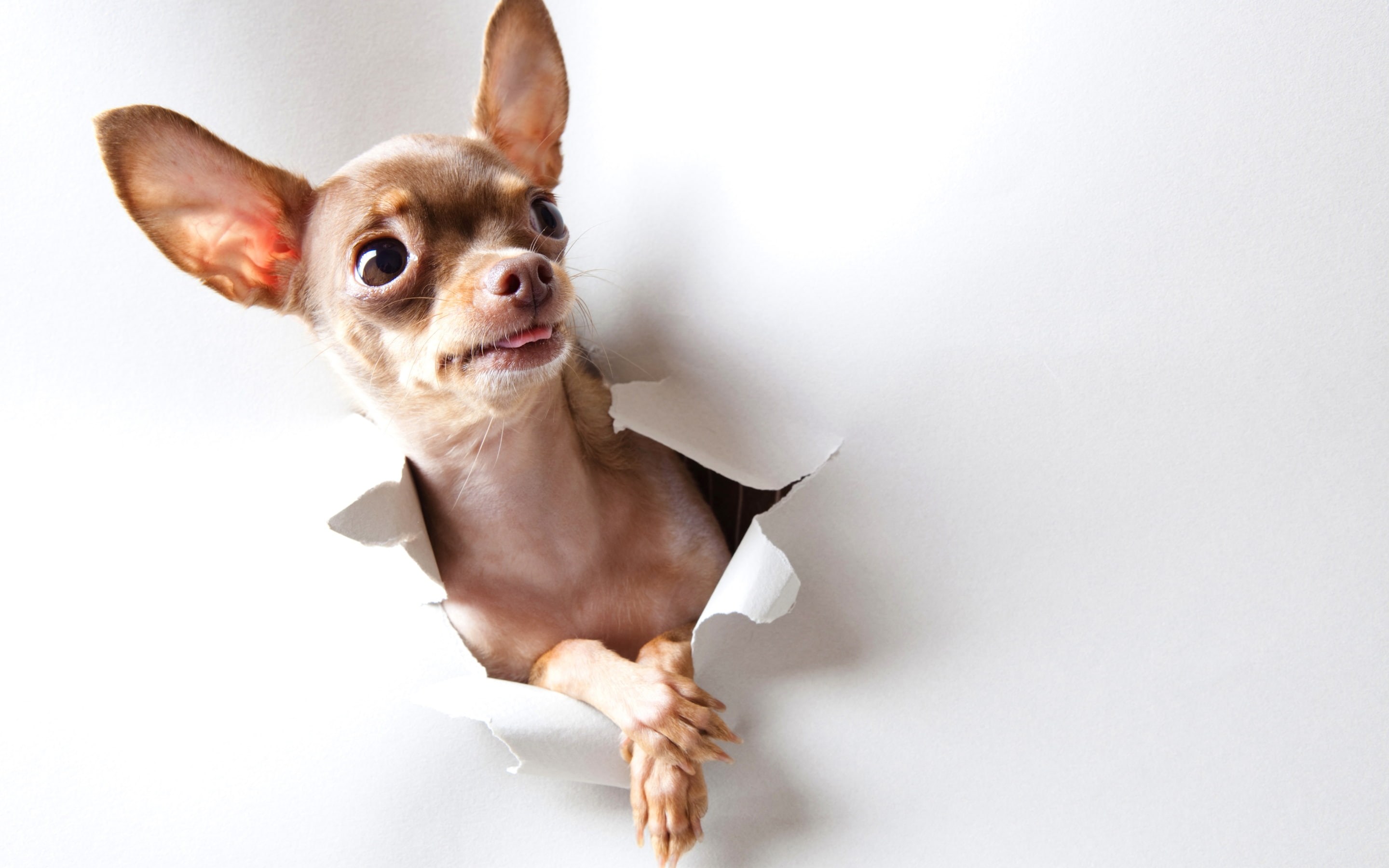 Curious Chihuahua, puppy, background, funny
