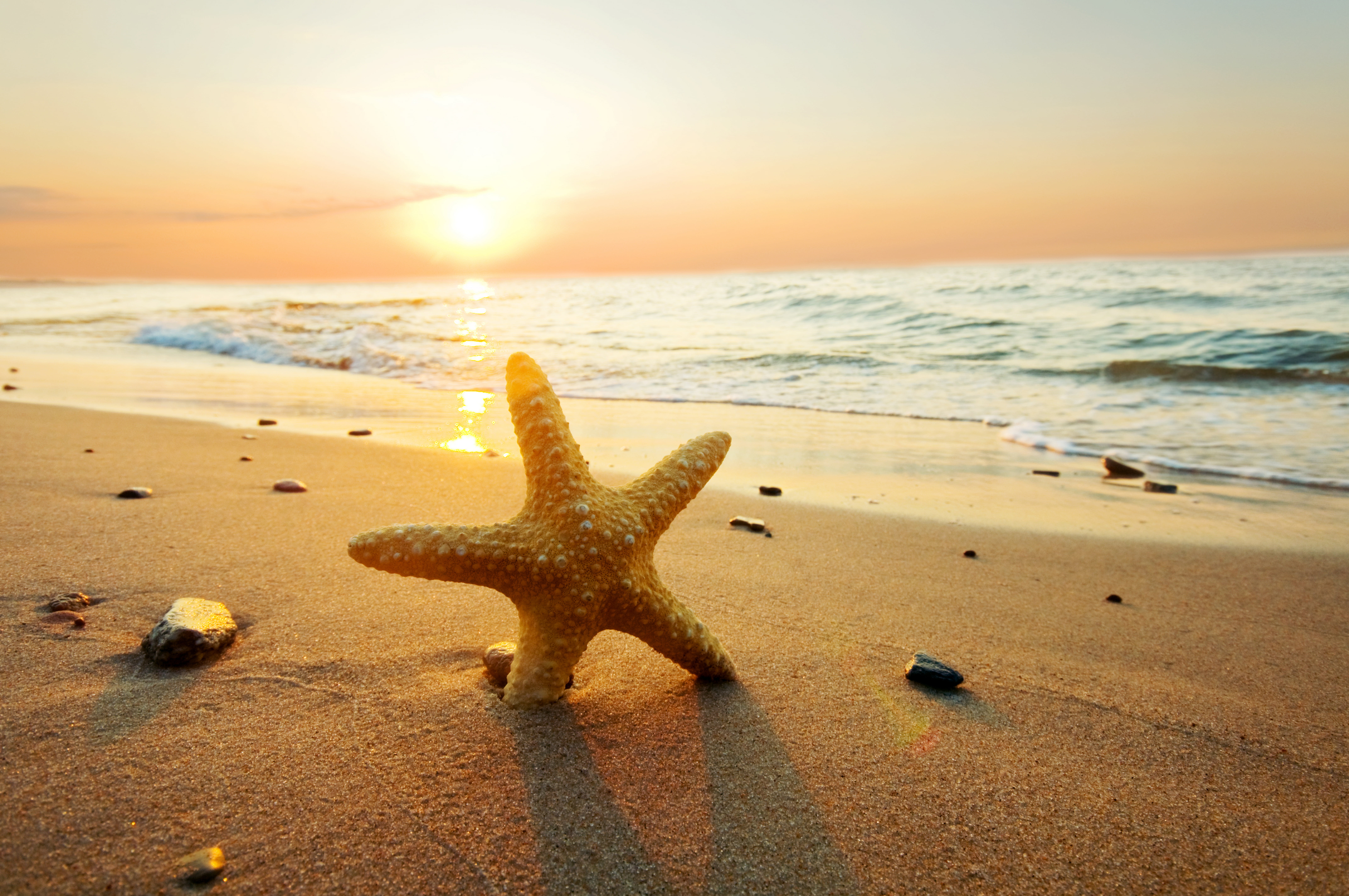 brown starfish, sea, beach, summer, the sky, clouds, sunset, nature