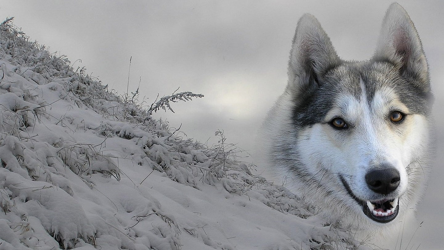 wolf