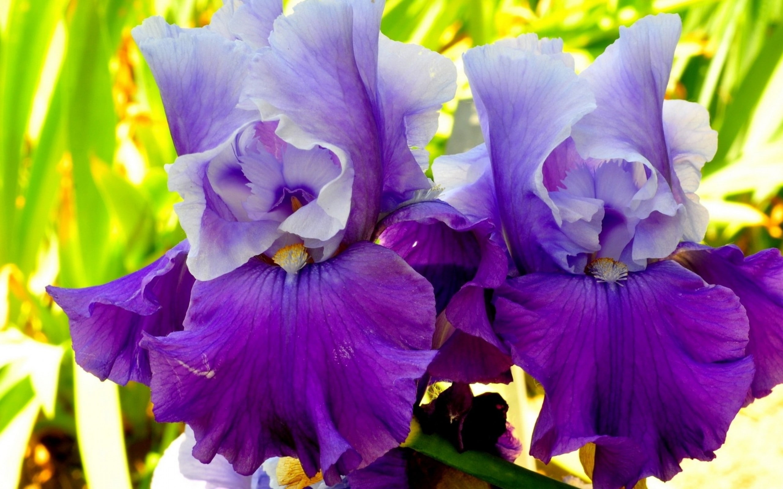 Irises, Flowers, Petals