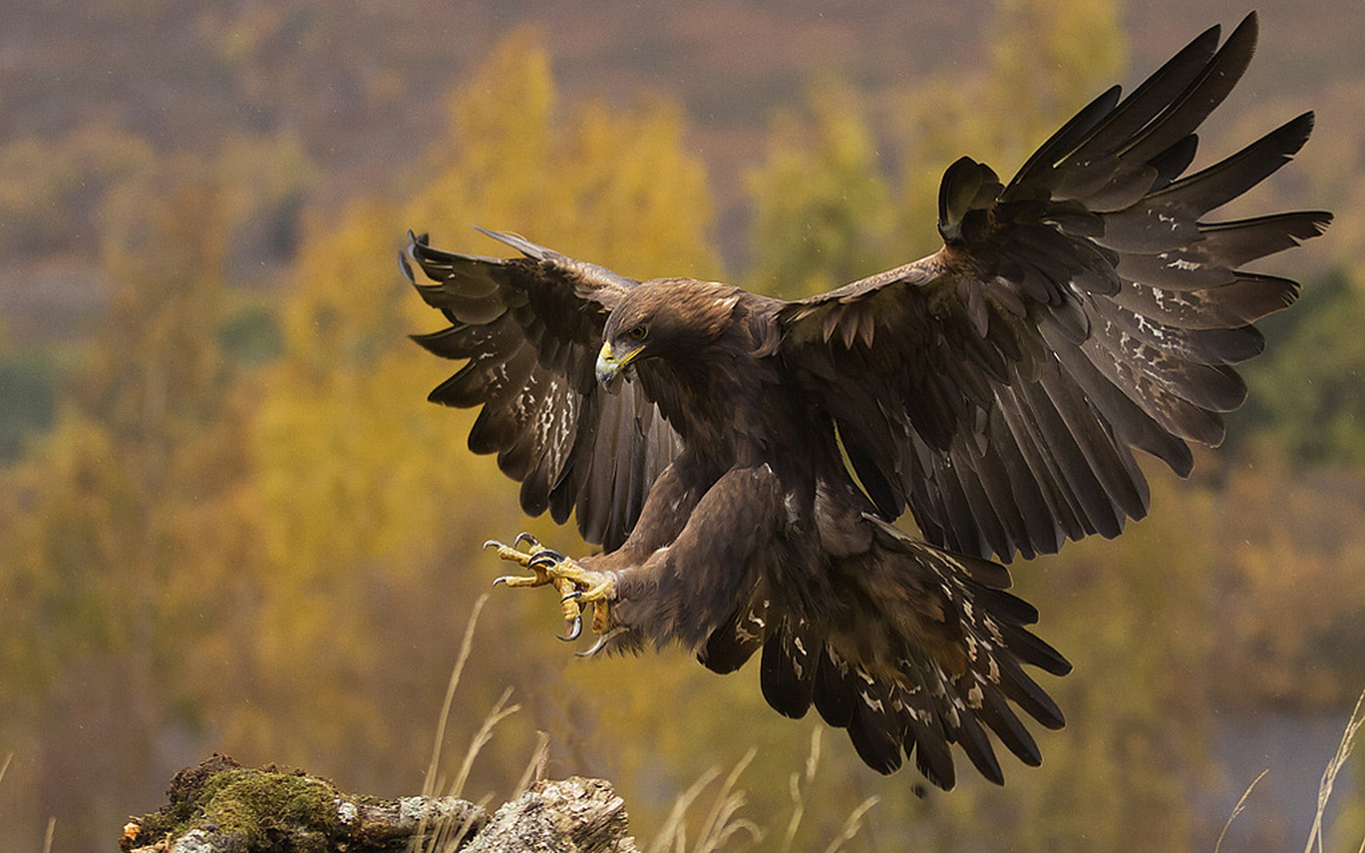 Golden Eagle Landing Spread Wings