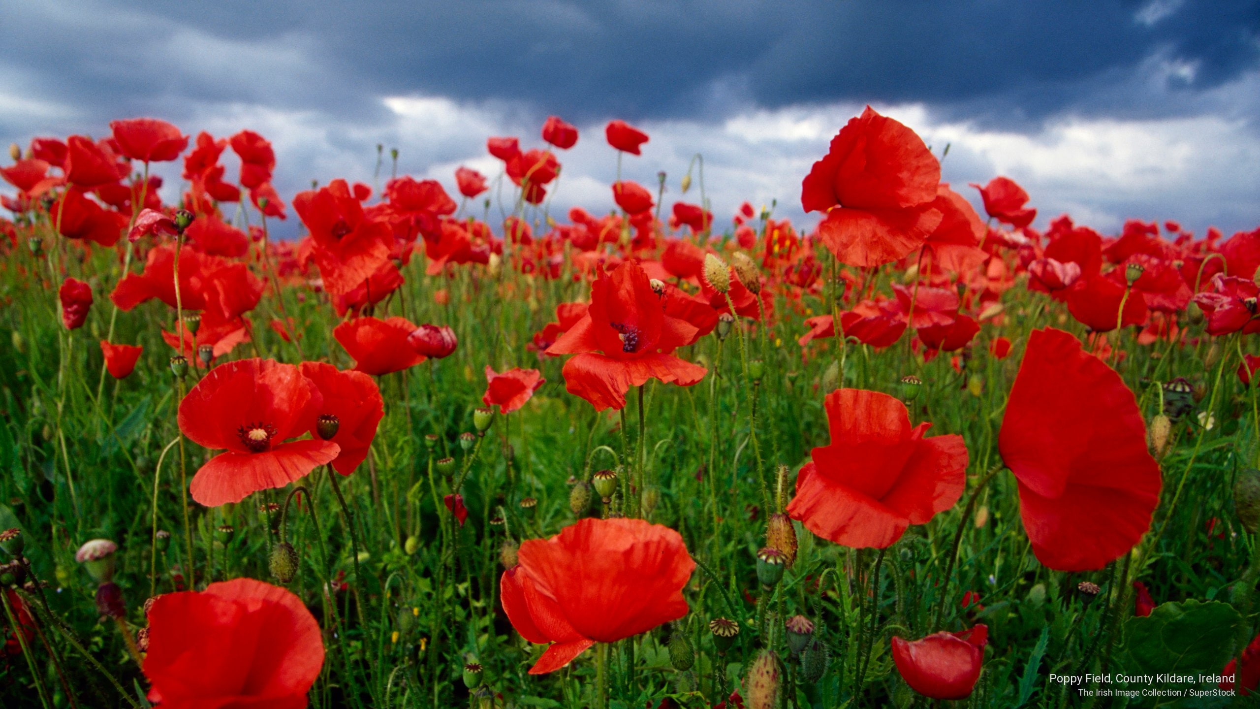 Free download | HD wallpaper: Poppy Field, County Kildare, Ireland ...