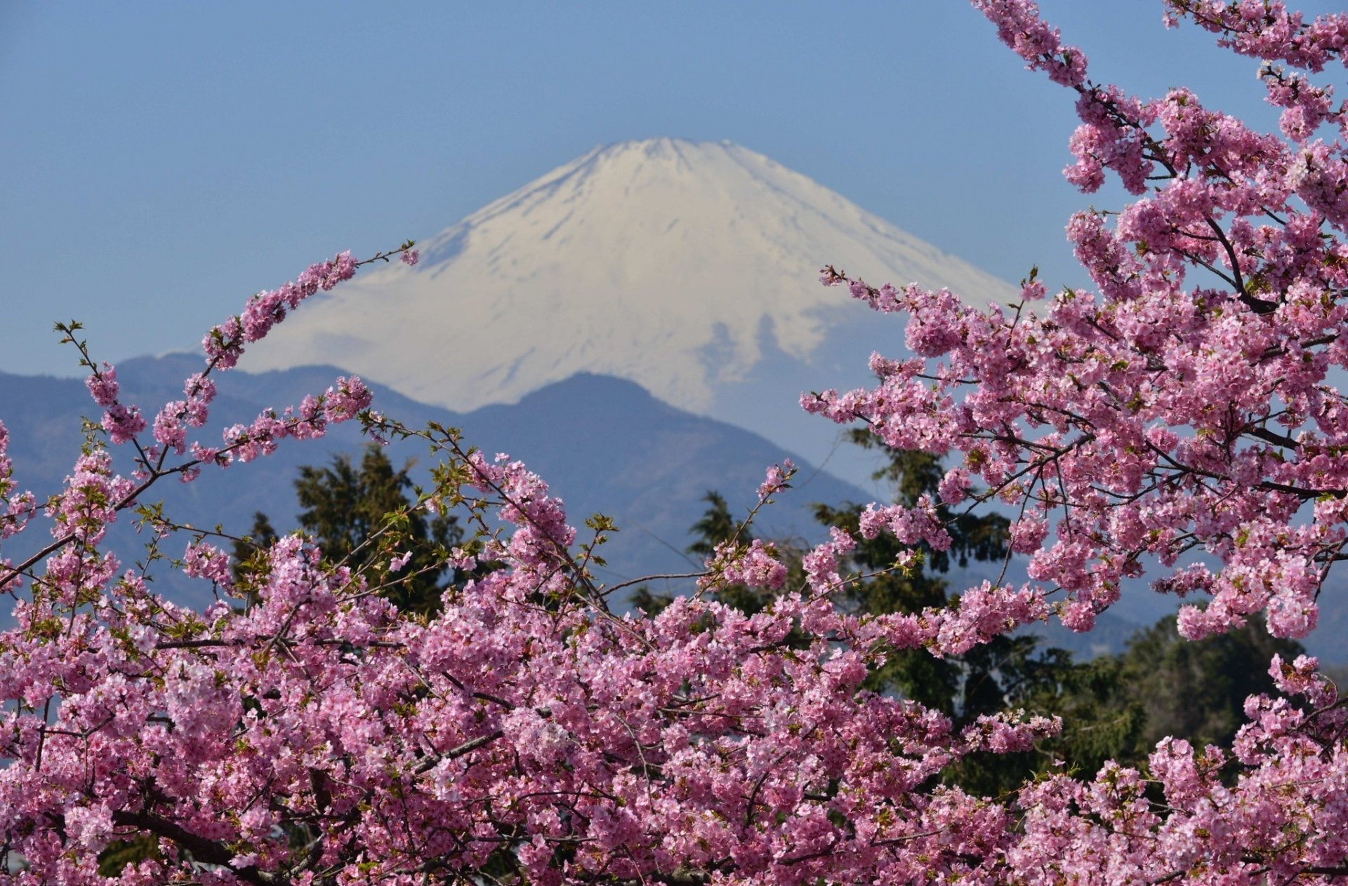 Free download | HD wallpaper: Volcanoes, Mount Fuji, Japan, Sakura ...