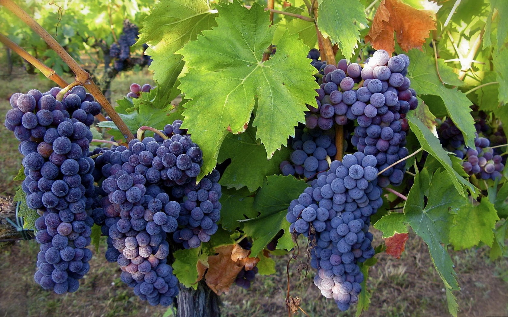 purple grapes, leaves, crop, fruit, vine, agriculture, vineyard