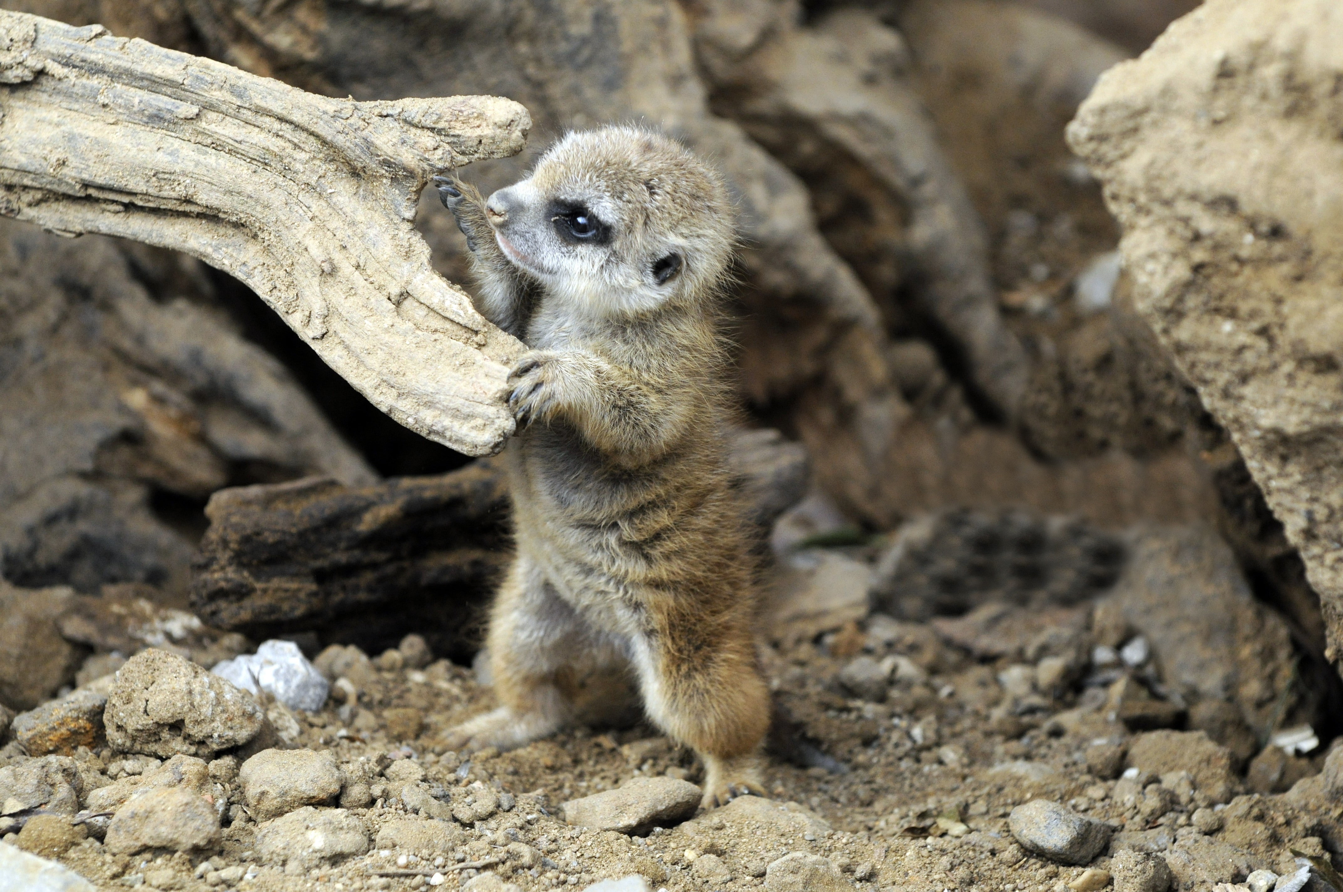 meerkats, animals, baby animals