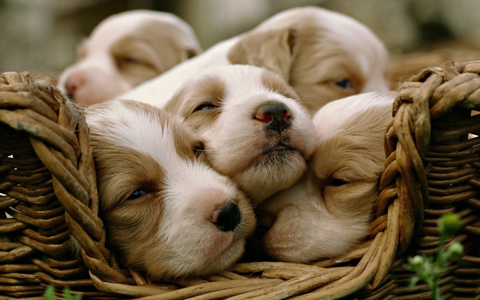 short-coated tan-and-white puppy litter, dogs, puppies, sleeping