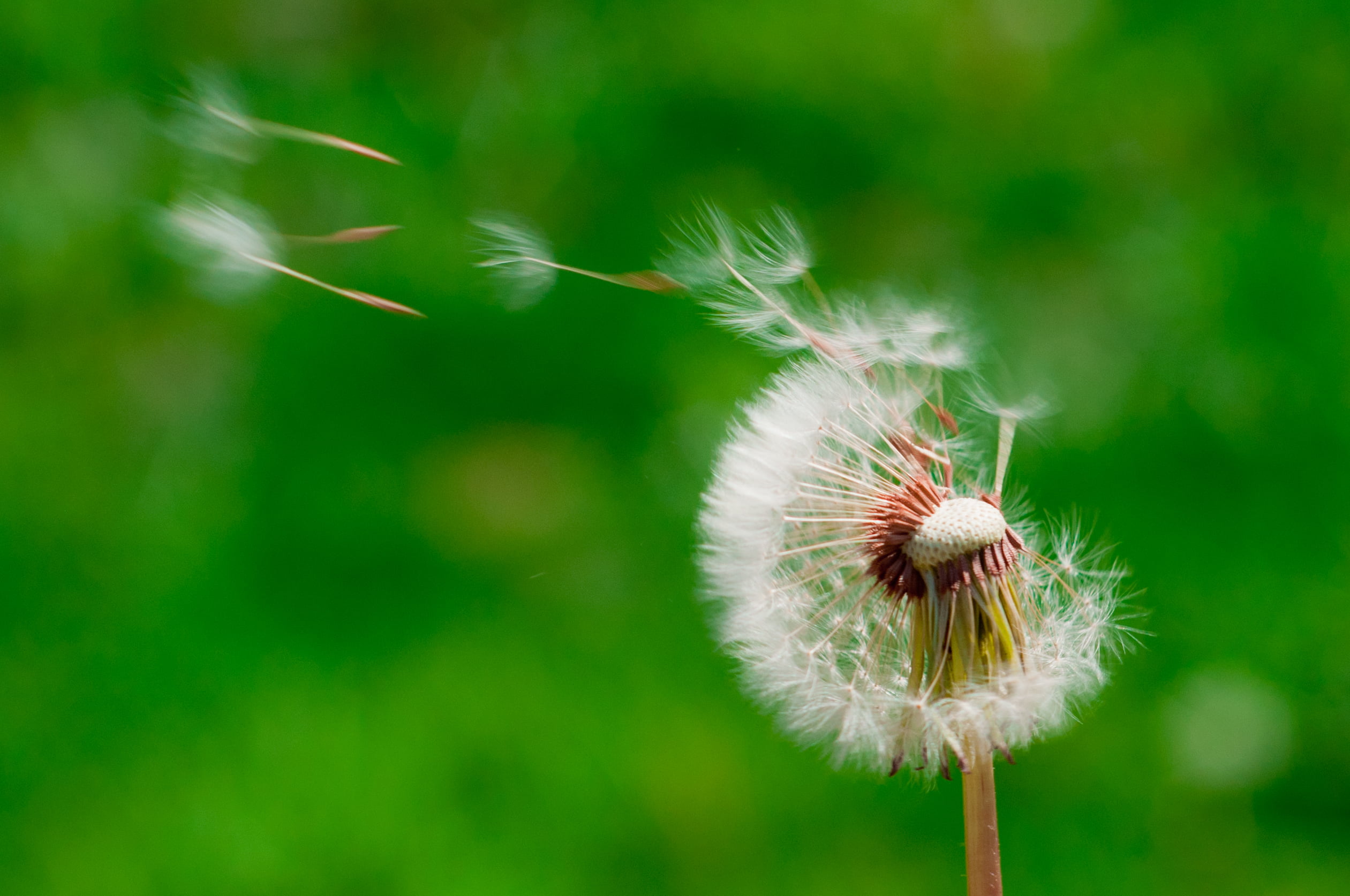 wind blowing dandelion buds in selective focus photography, dandelion