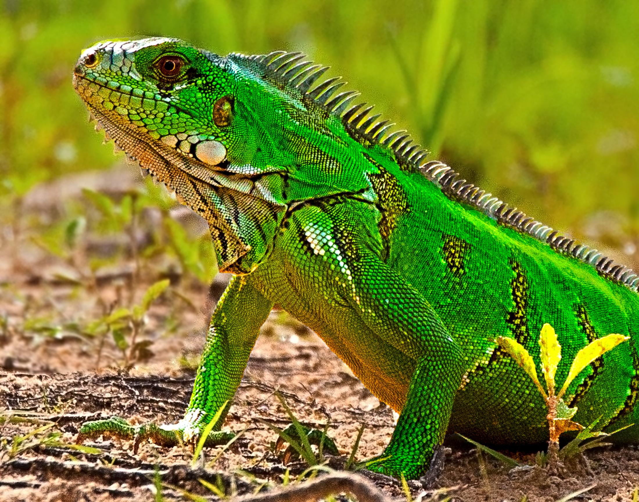 Green Iguana, nice, fresh, cool, animals