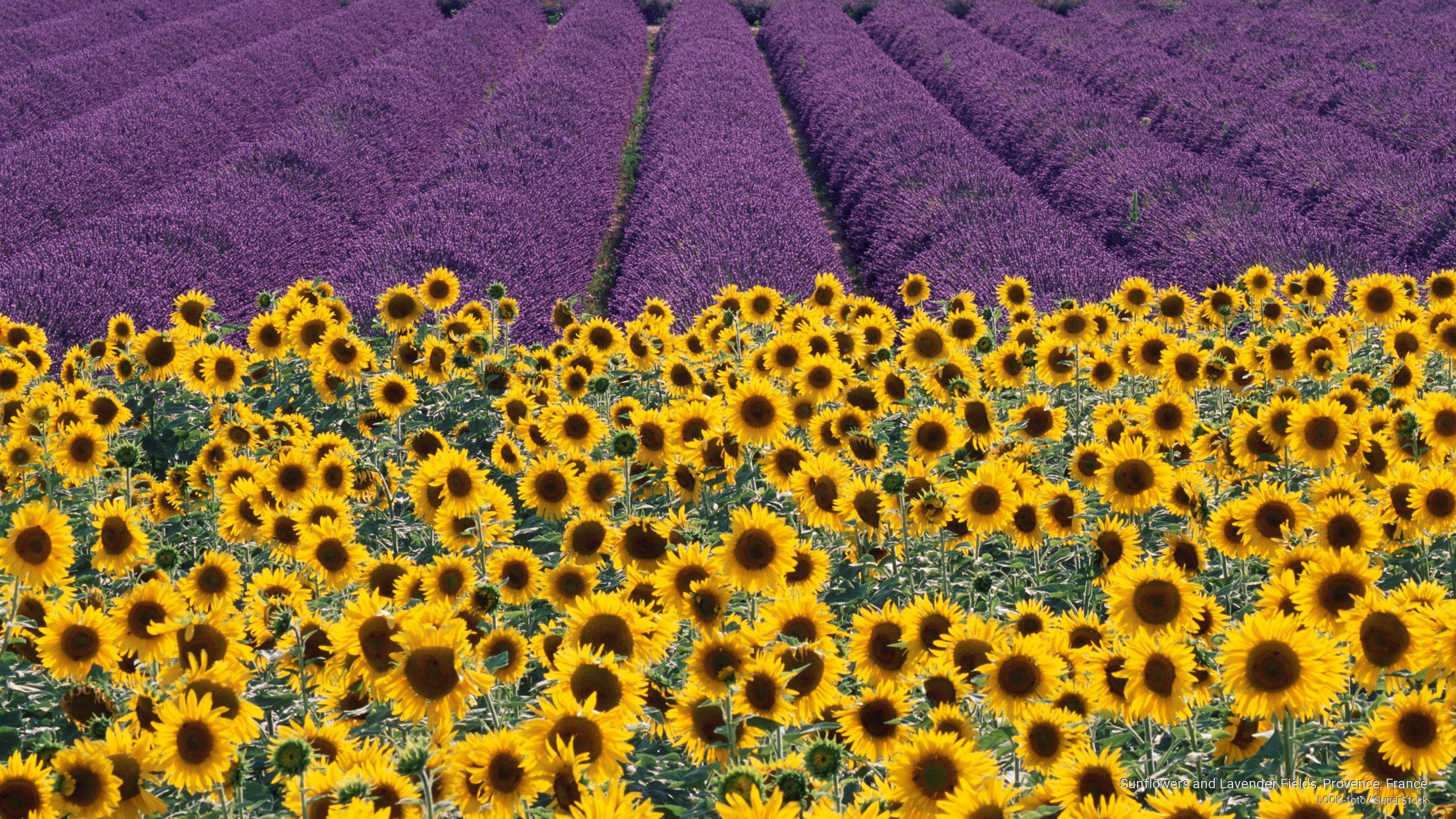 Sunflowers and Lavender Fields, Provence, France, Flowers/Gardens