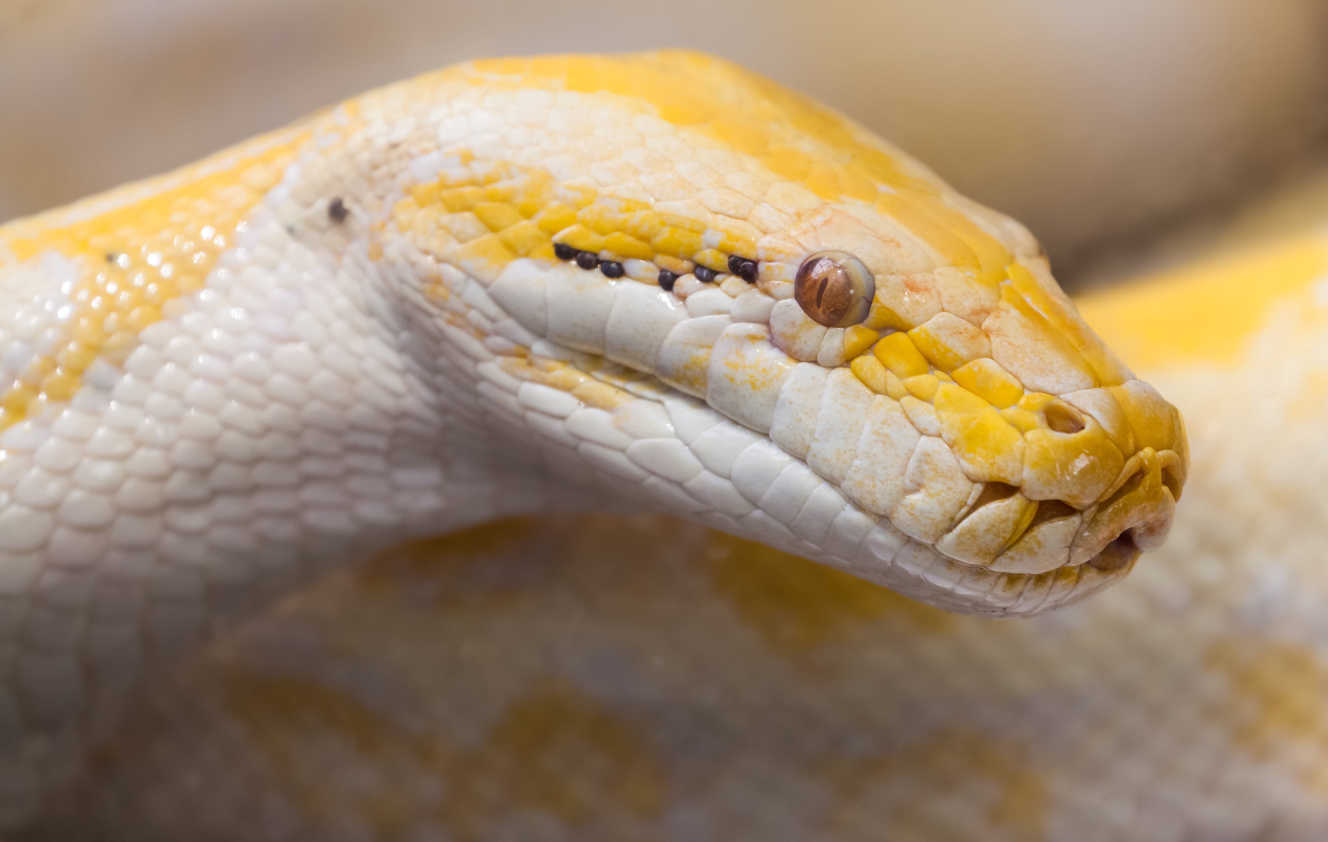 Snake, Python, tiger