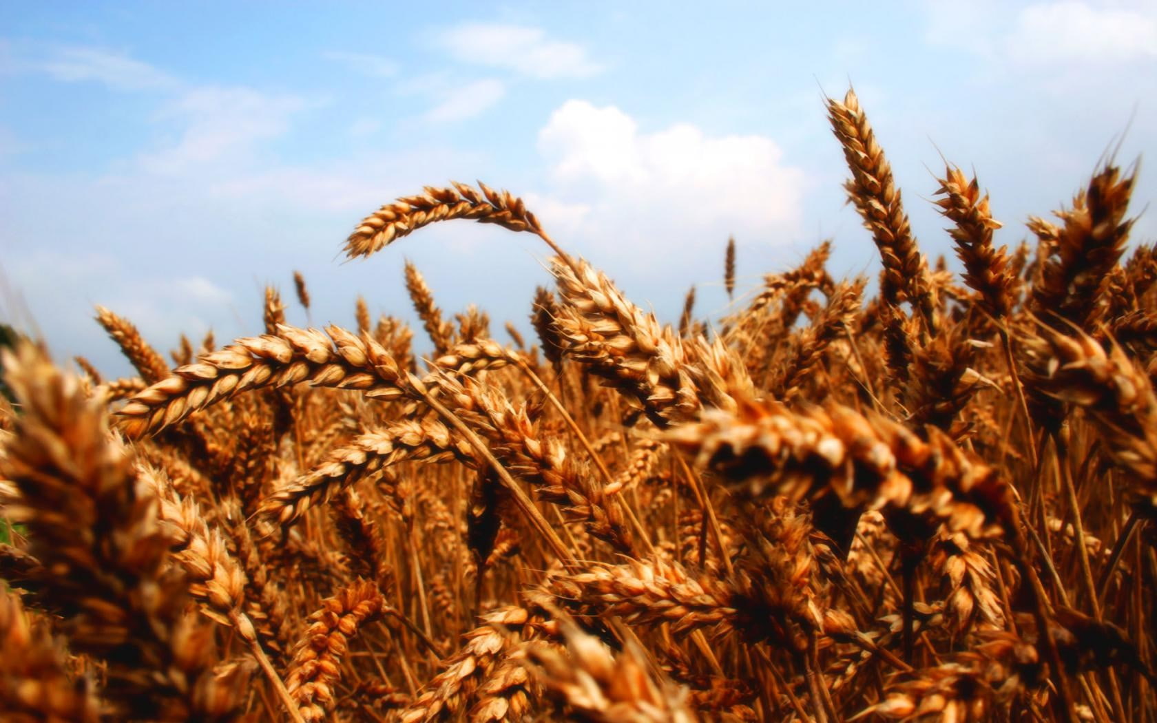 wheat