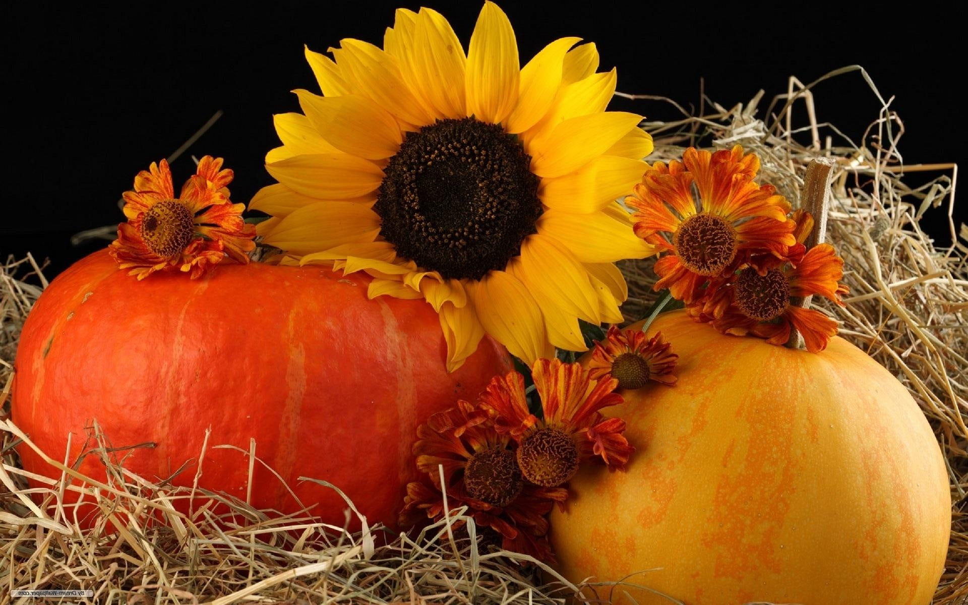 Harvest Autumn, thanksgiving, halloween, flowers, pumpkin, sunflower