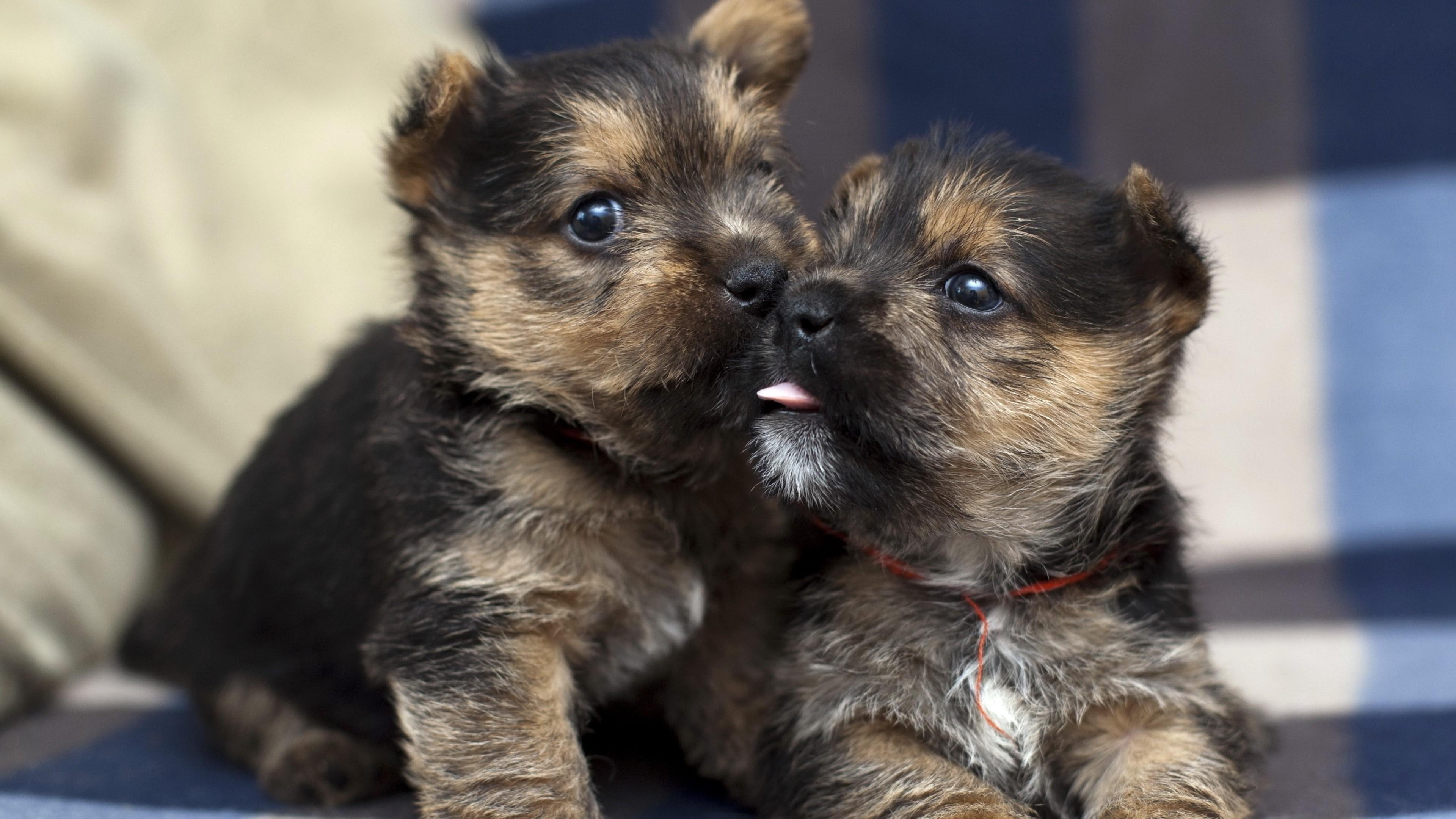 puppies, cute, dog, puppy, twins, love, tenderness, dogs