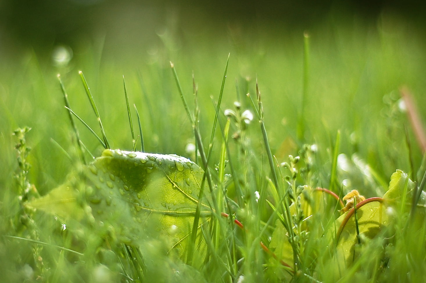 green grass close up, Droplets, Spring  green, macro, leaves