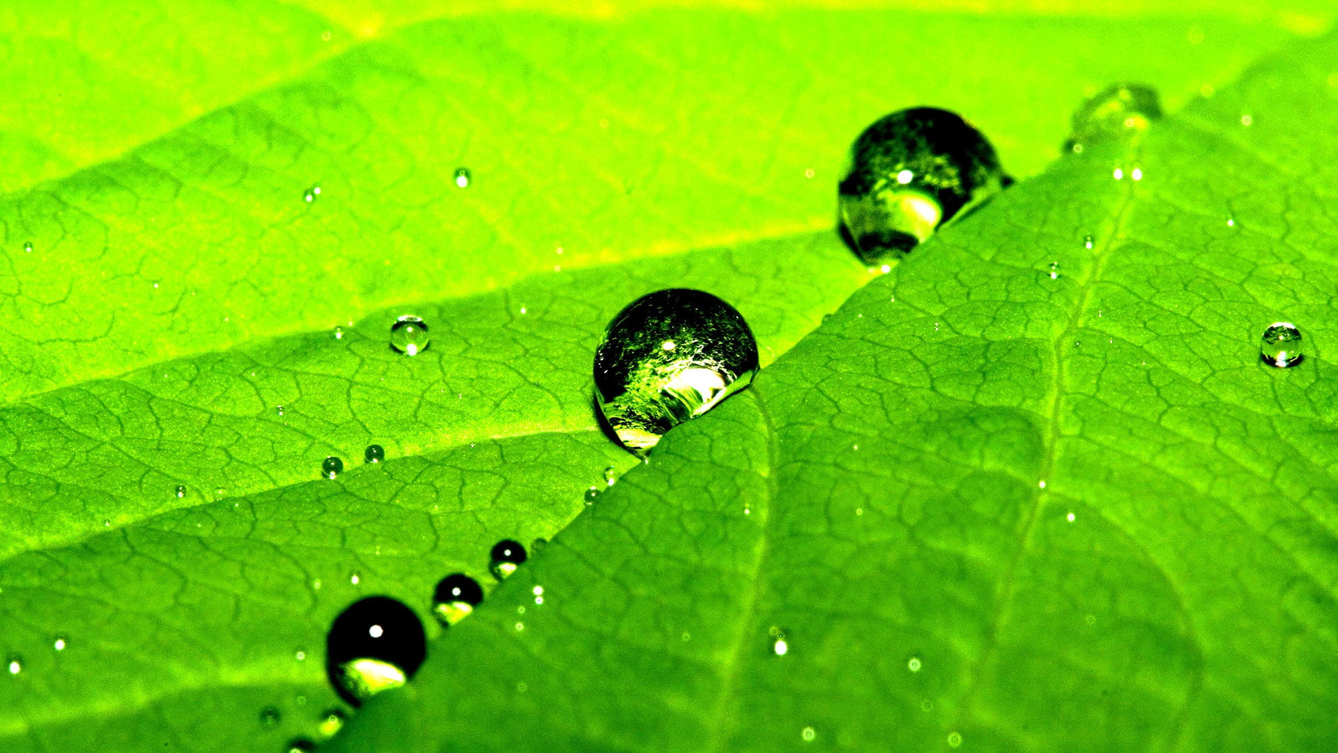nature, drop, plant, leaf, water, rain, dew, drops, wet, spring