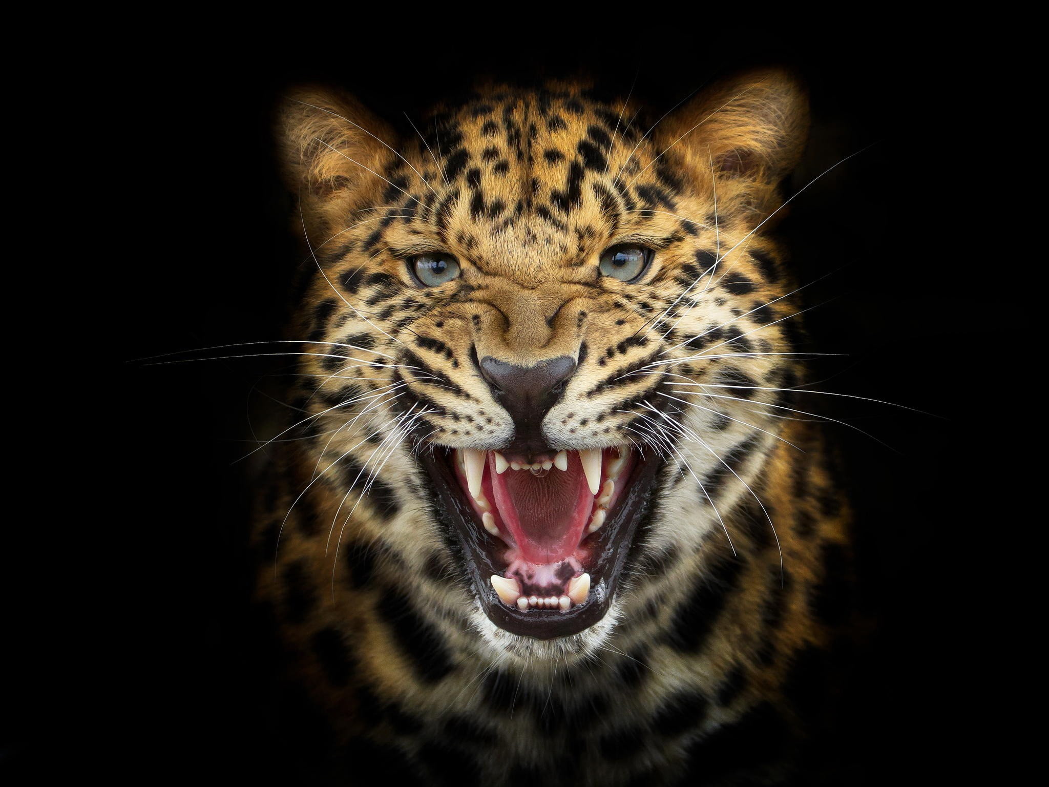 Leopard, Cat, wild, background, Image