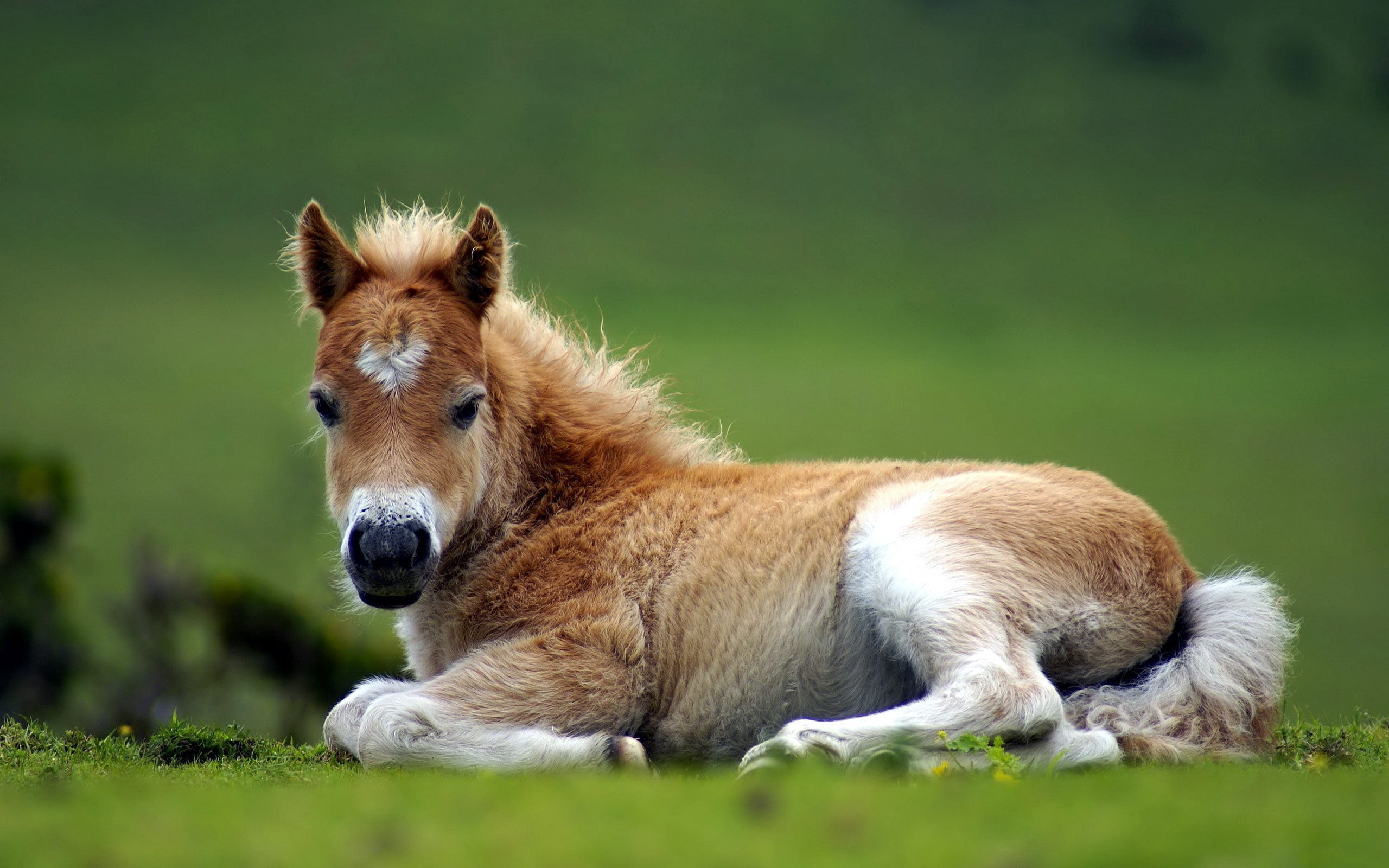 brown and white foal, pony, horse, grass, lie, beautiful, animal
