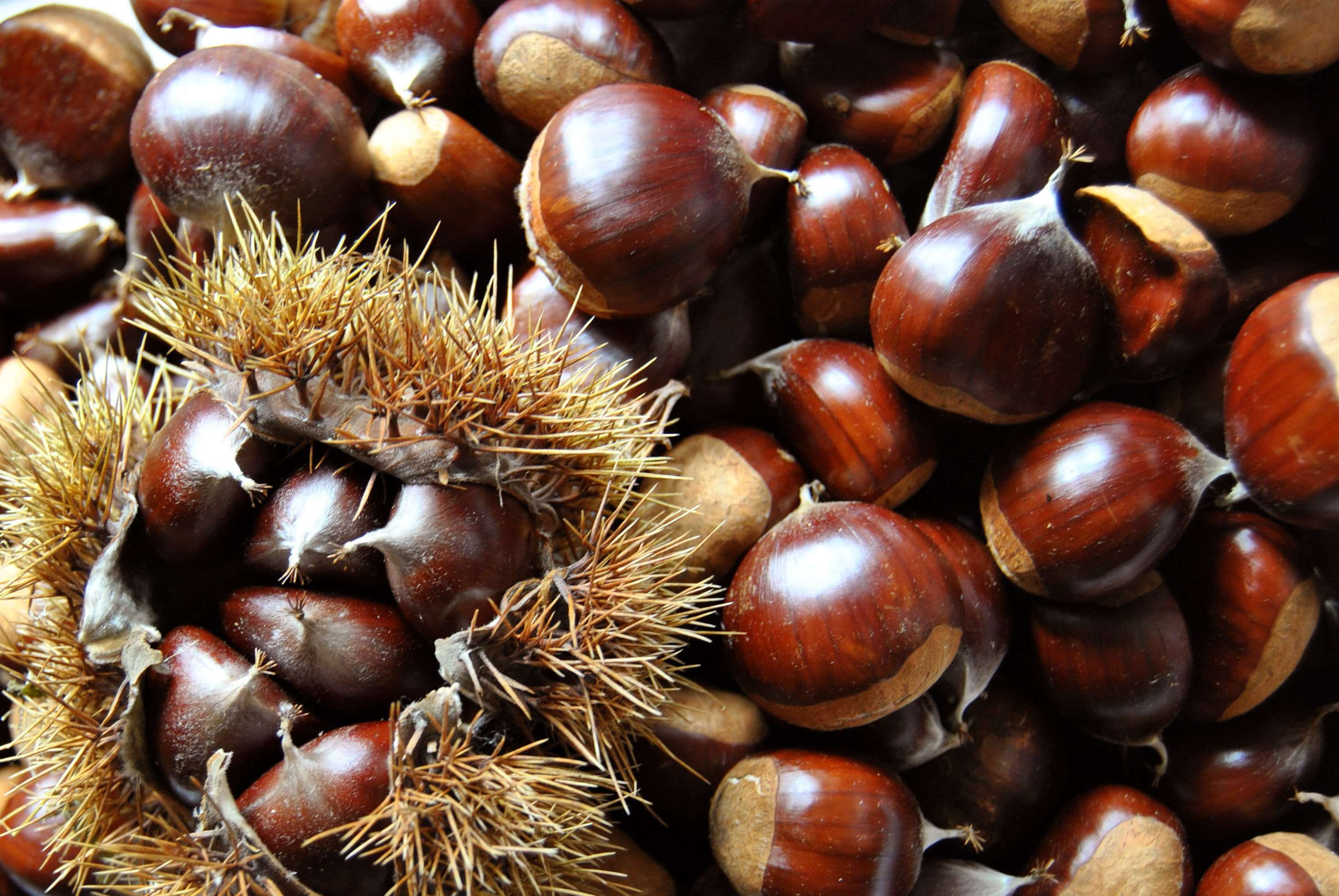 autumn, chestnut, food, season, food and drink, chestnut - food