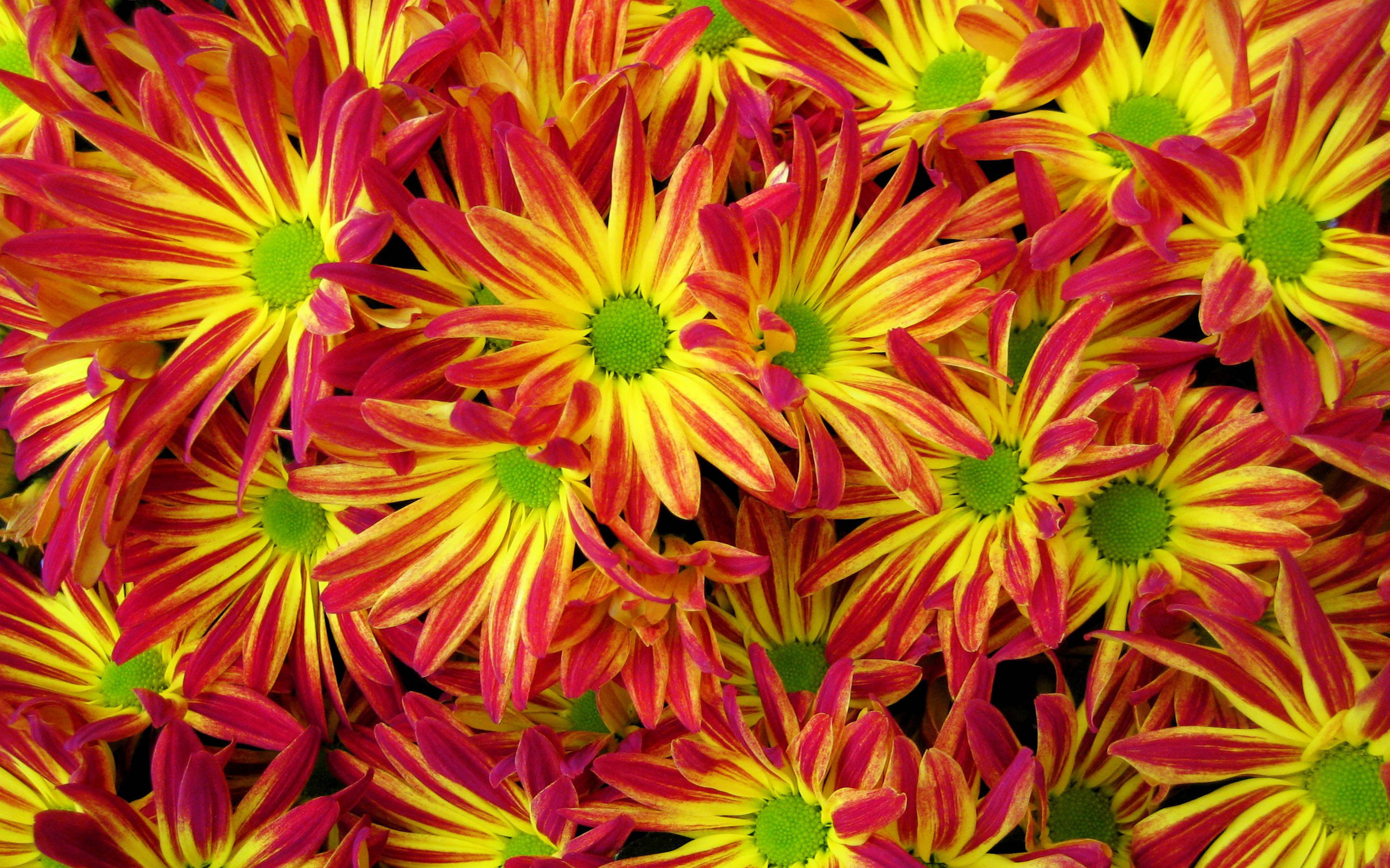 Beautiful Flowers Red And Yellow Chrysanthemum My Favorite Flowers Garden Ultra Hd 4k Resolution Wallpapers 3840×2400