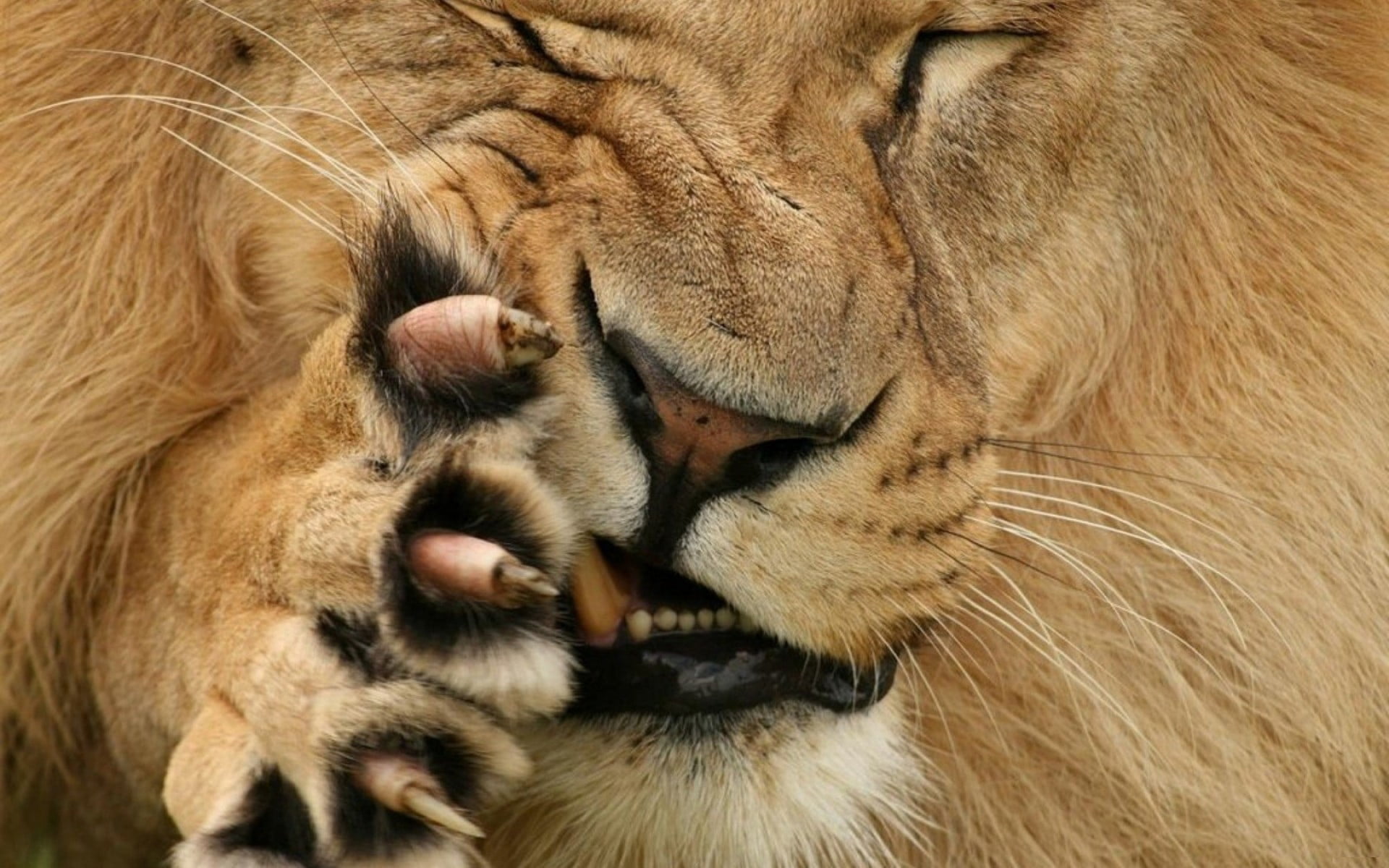 lion photo, face, paw, Leo, wool, mouth, claws, grimace, Fang
