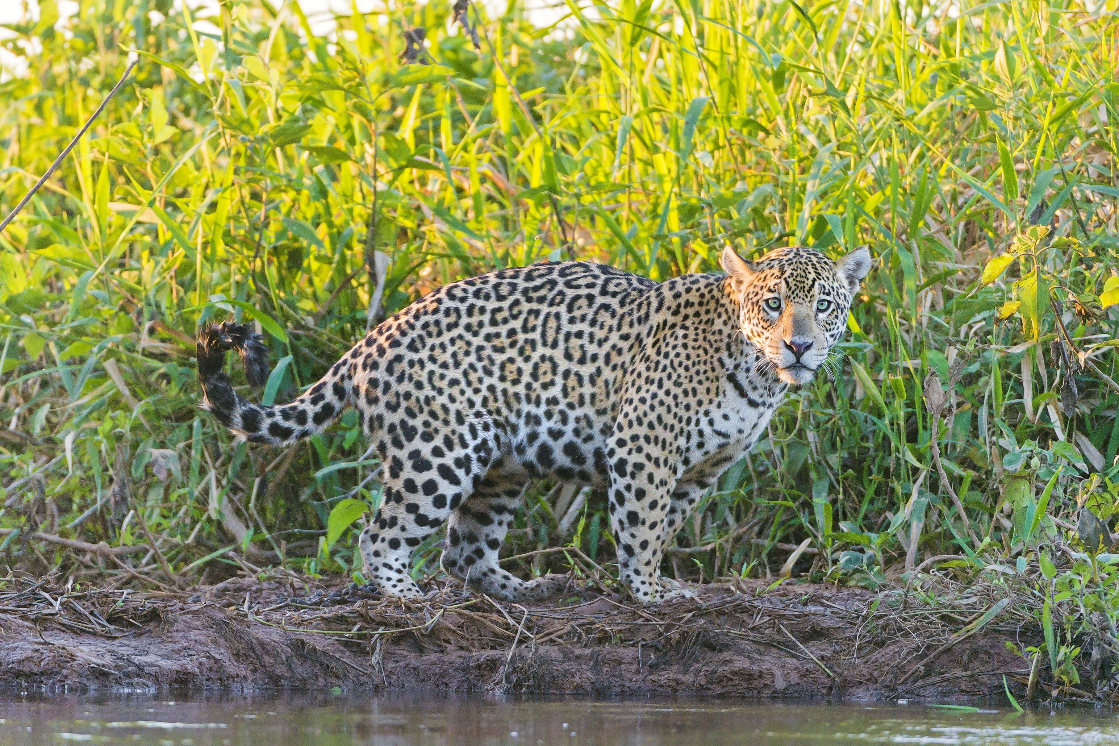 leopard