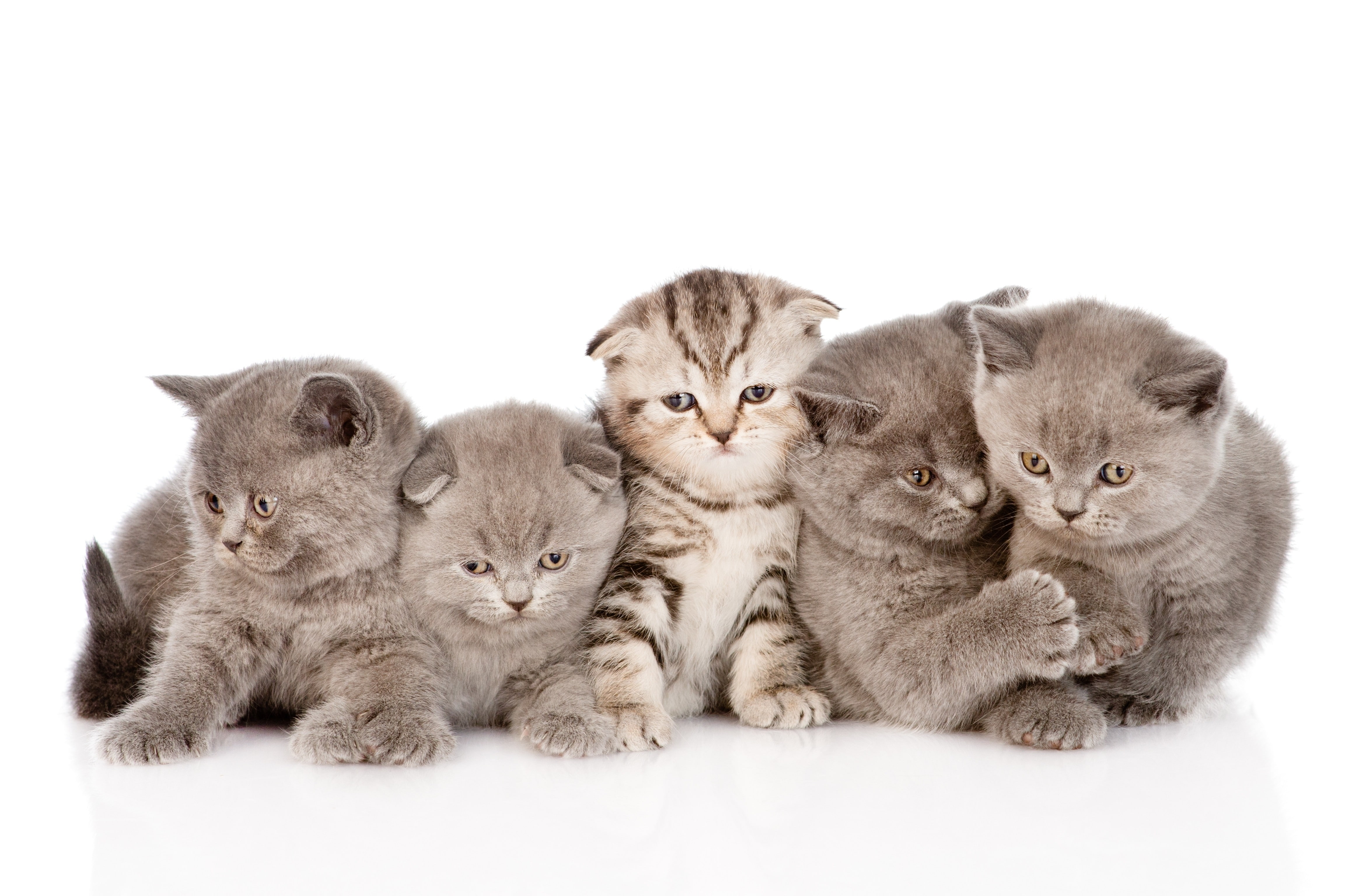 Kittens, Fluffy, Fold