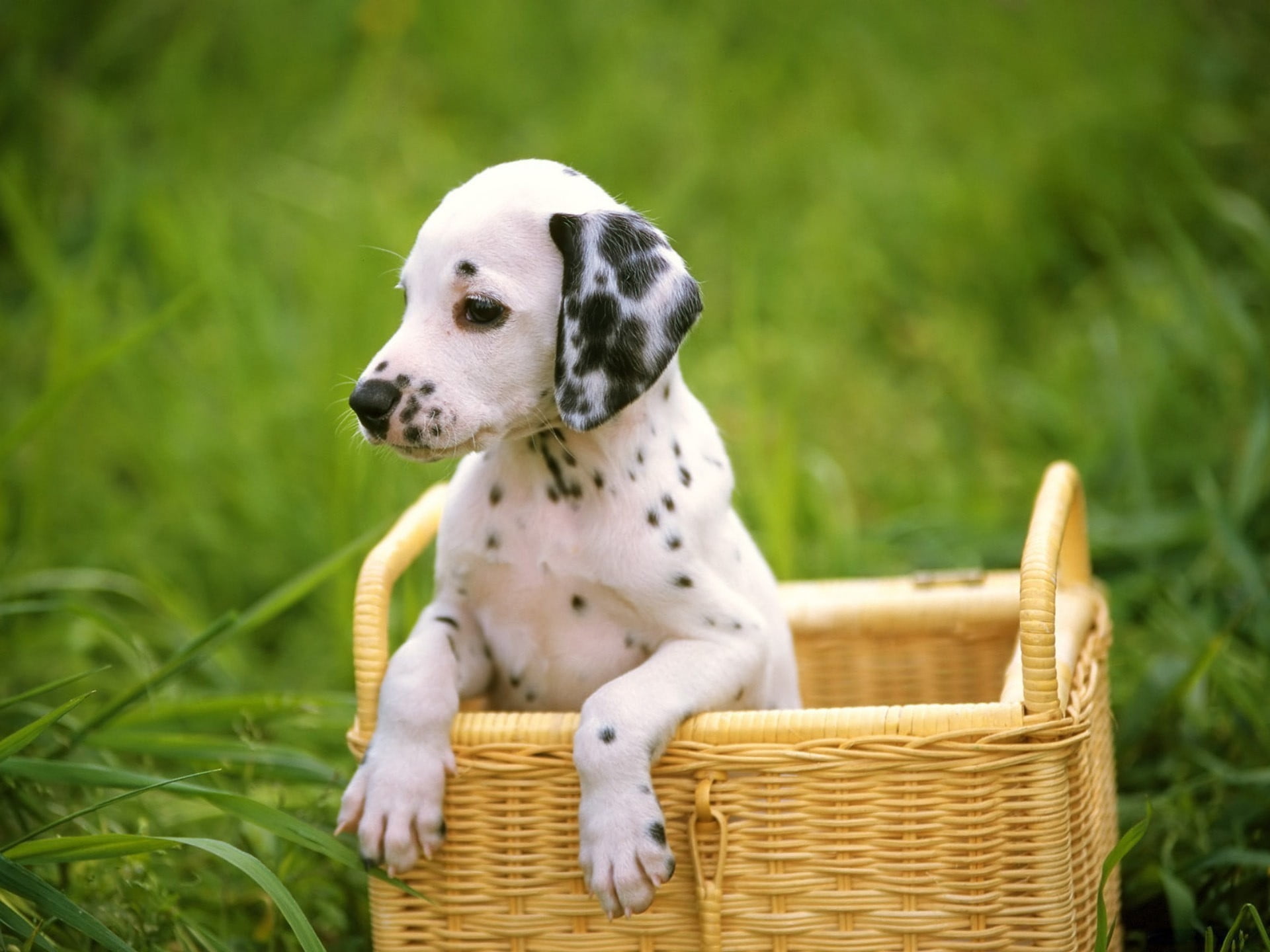 short-coated white and black puppy, dalmatian, dog, face, sit
